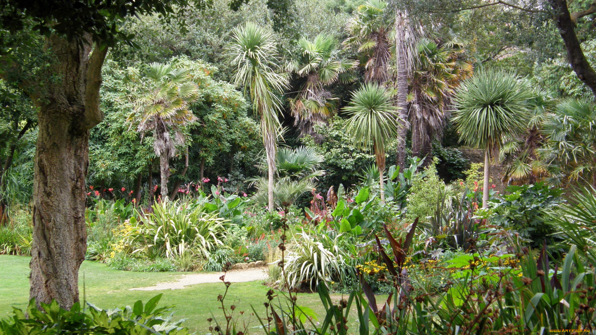 природа, тропики, тропический, экзотика, пальмы, лес