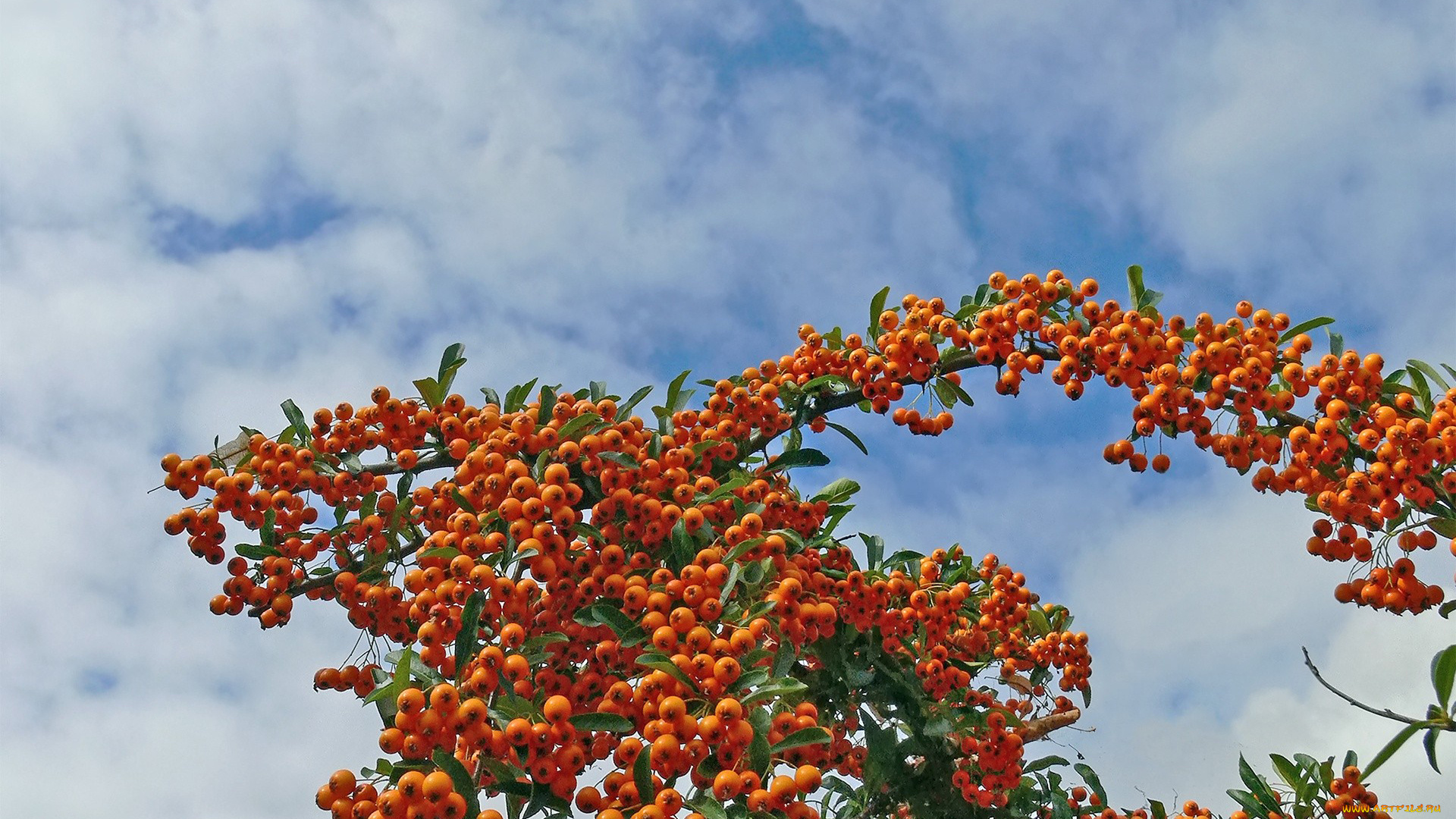 природа, Ягоды, гроздья, ягоды