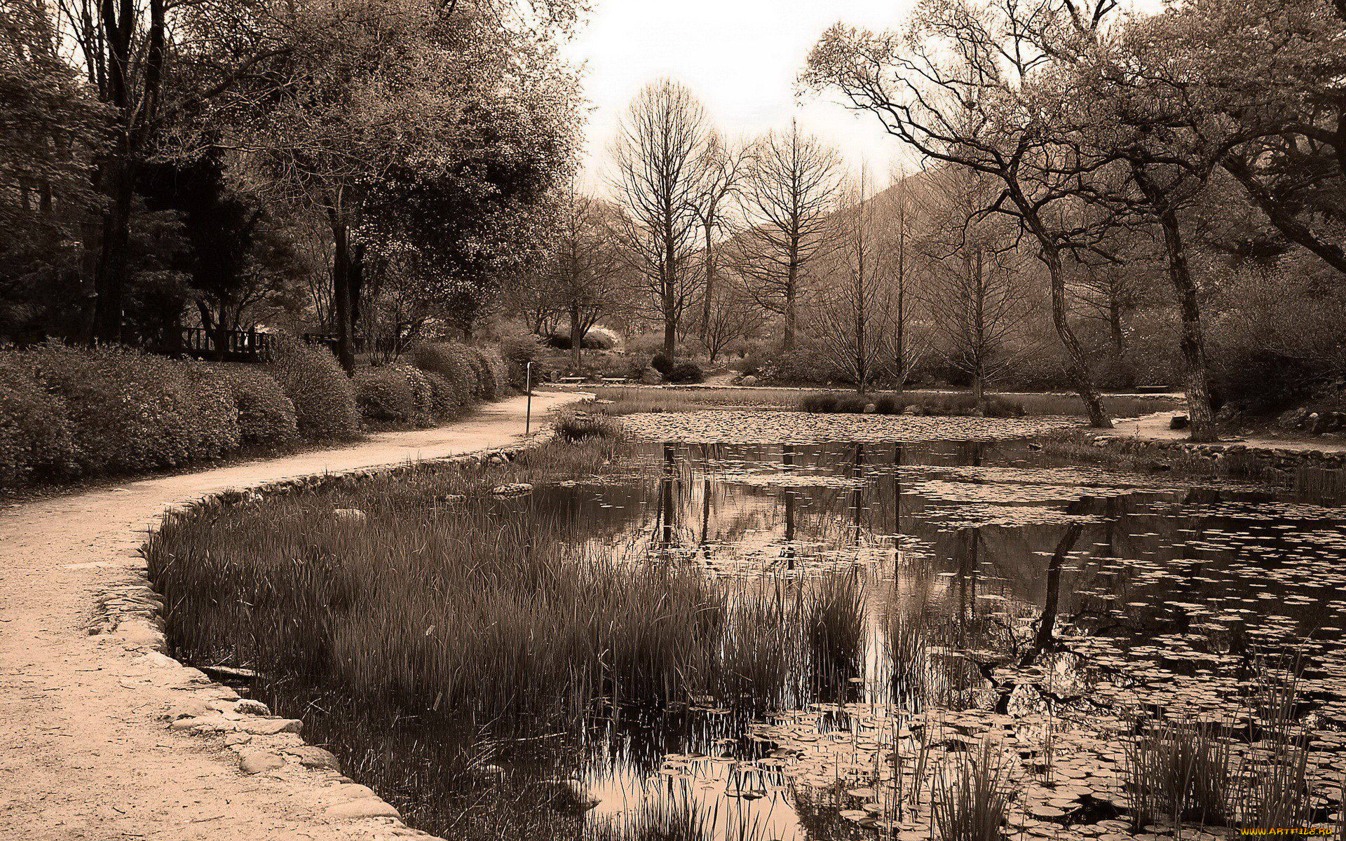 природа, парк, деревья