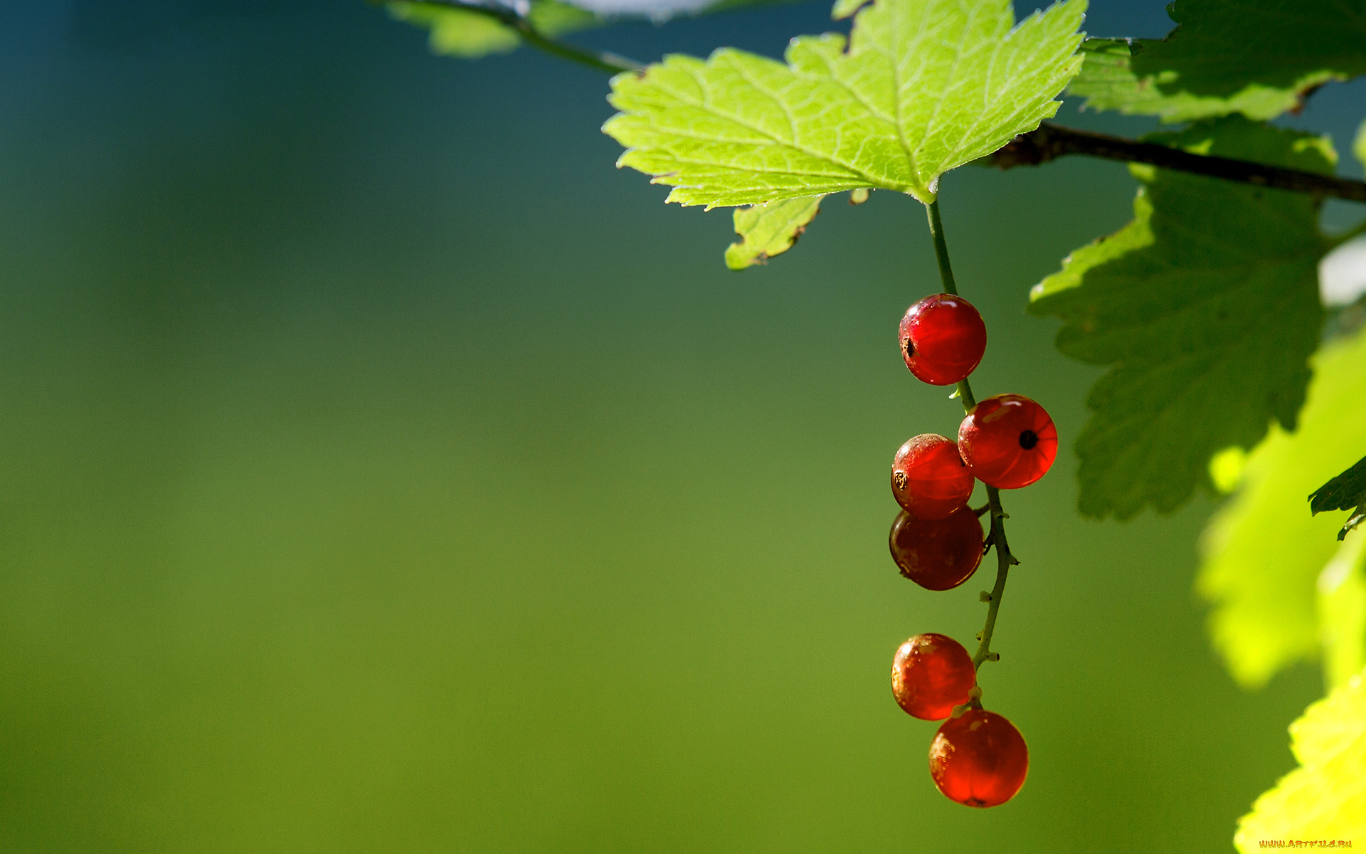 природа, Ягоды, красная, смородина