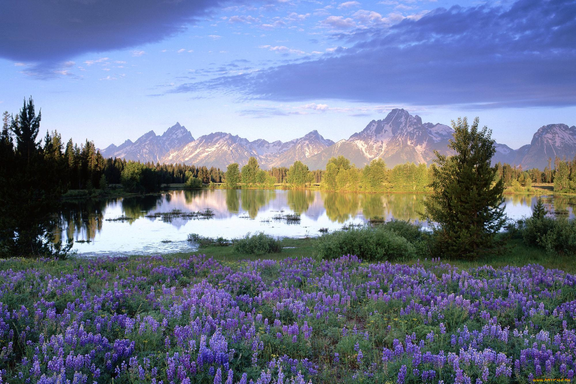 природа, луга, озеро, горы, поляна, цветы, деревья, тучи