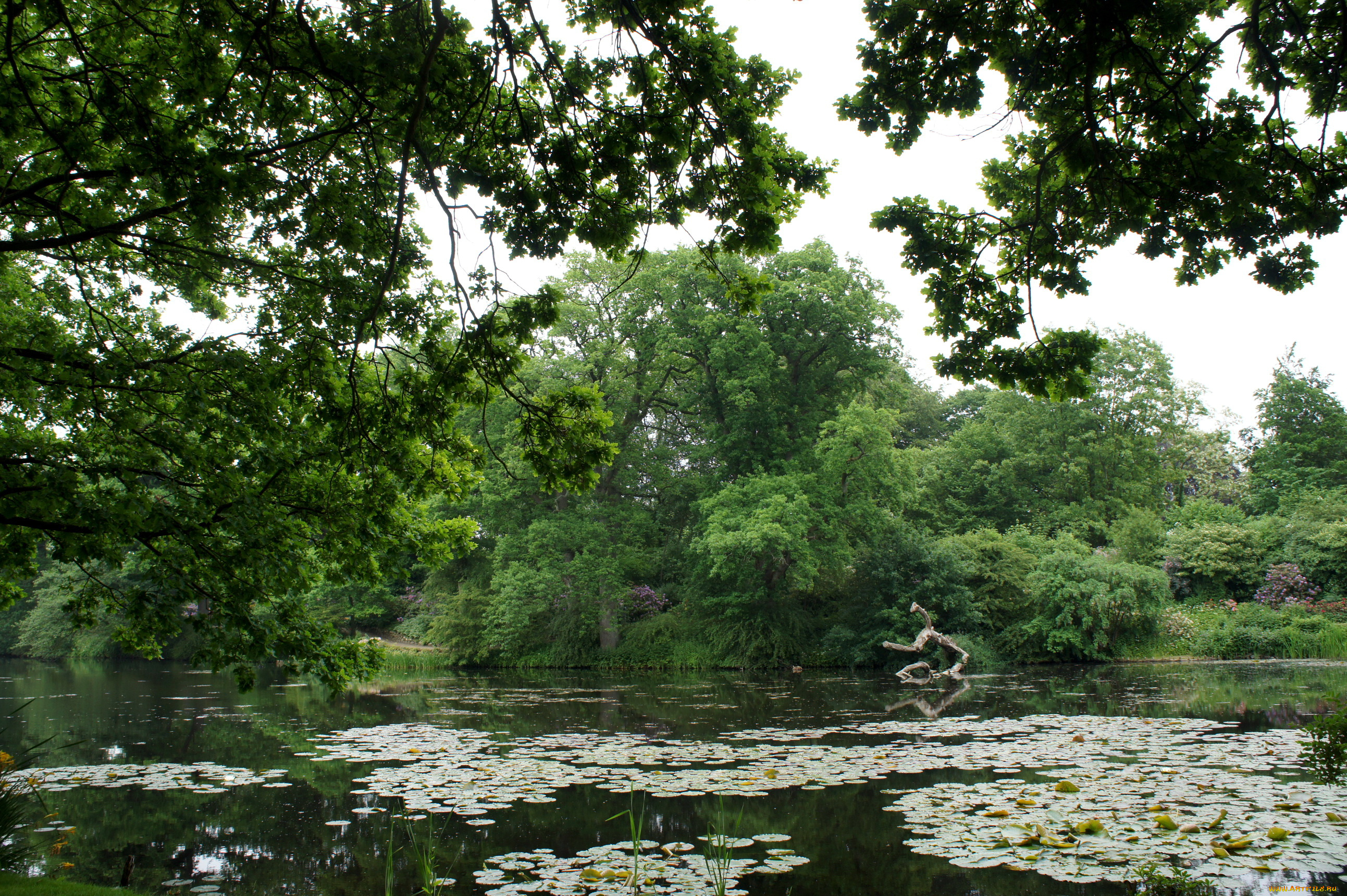 дания, grаsten, природа, реки, озера, река, лилиии