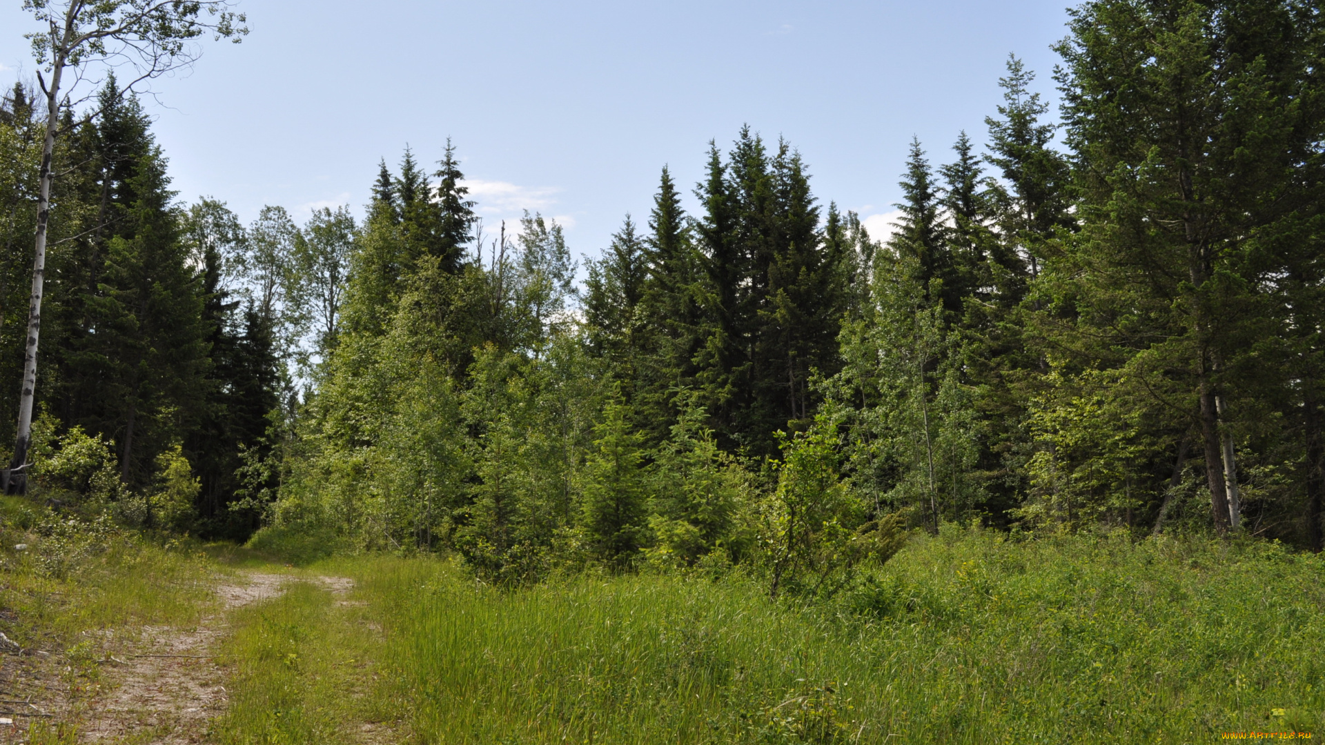 kootenay, national, park, сanada, природа, лес, горы, тропинка