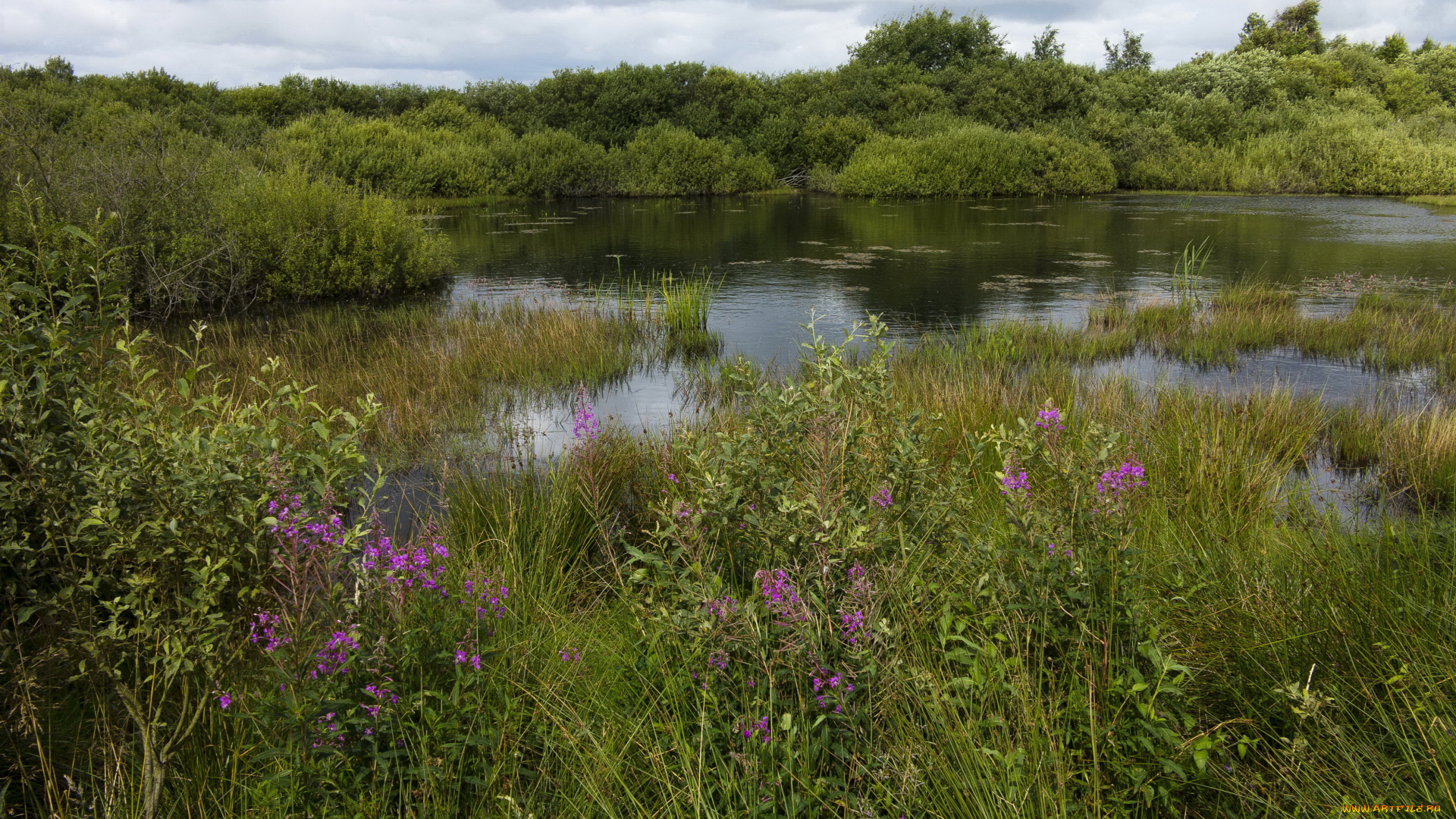природа, реки, озера, река, растения, берег