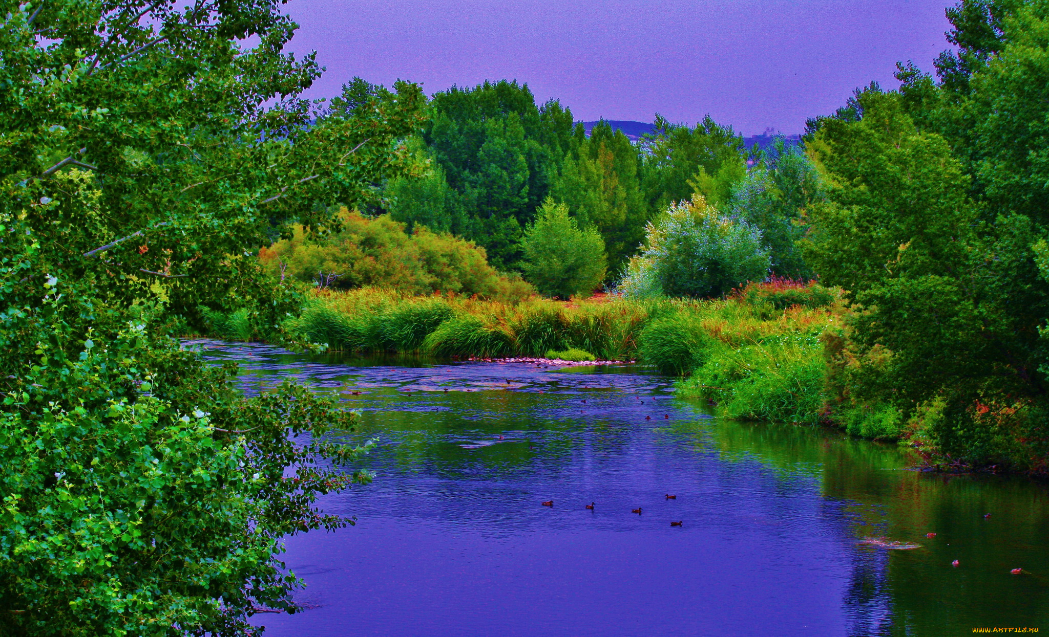 испания, мадрид, природа, парк, пруд, деревья