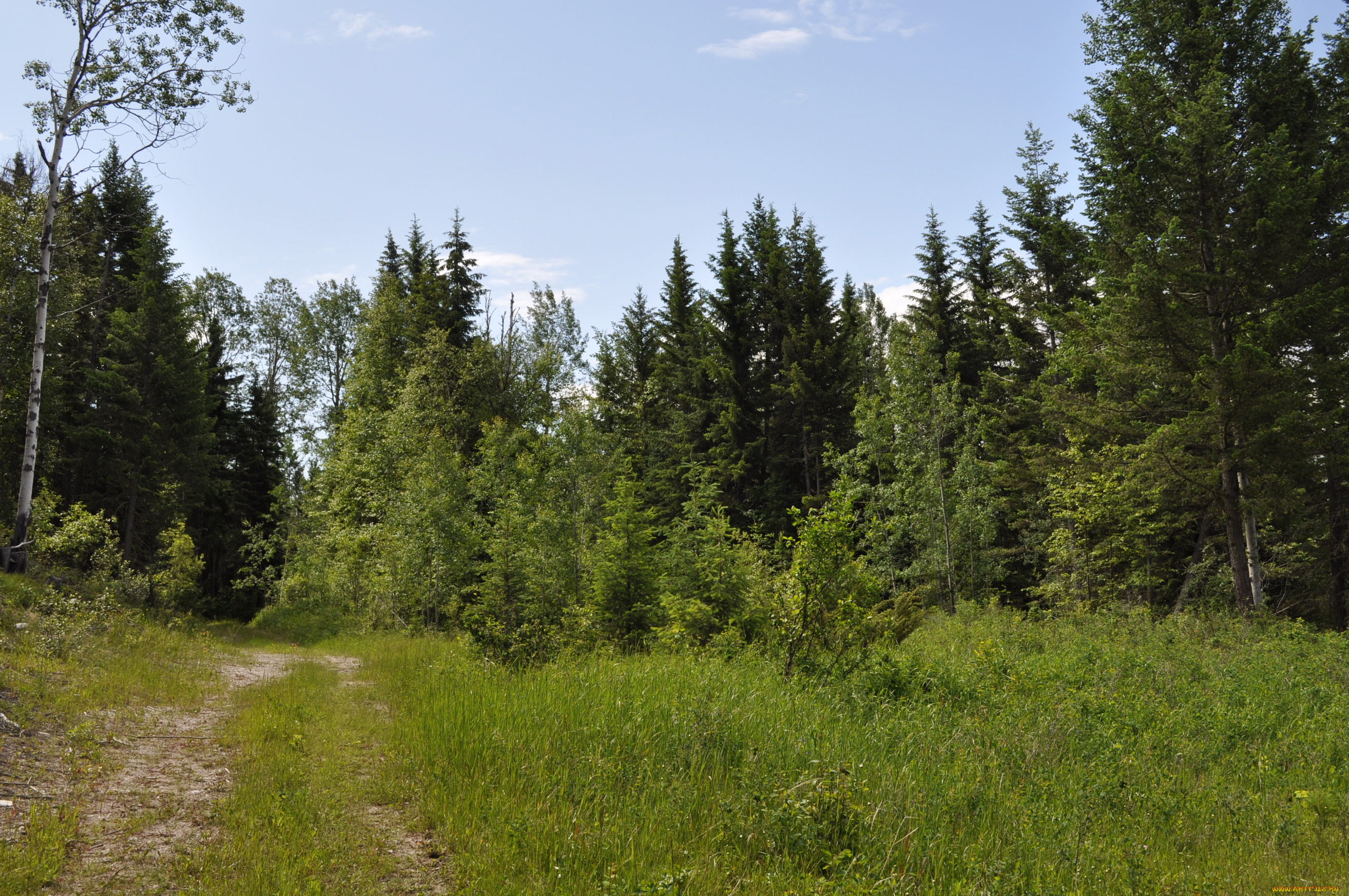 kootenay, national, park, сanada, природа, лес, горы, тропинка