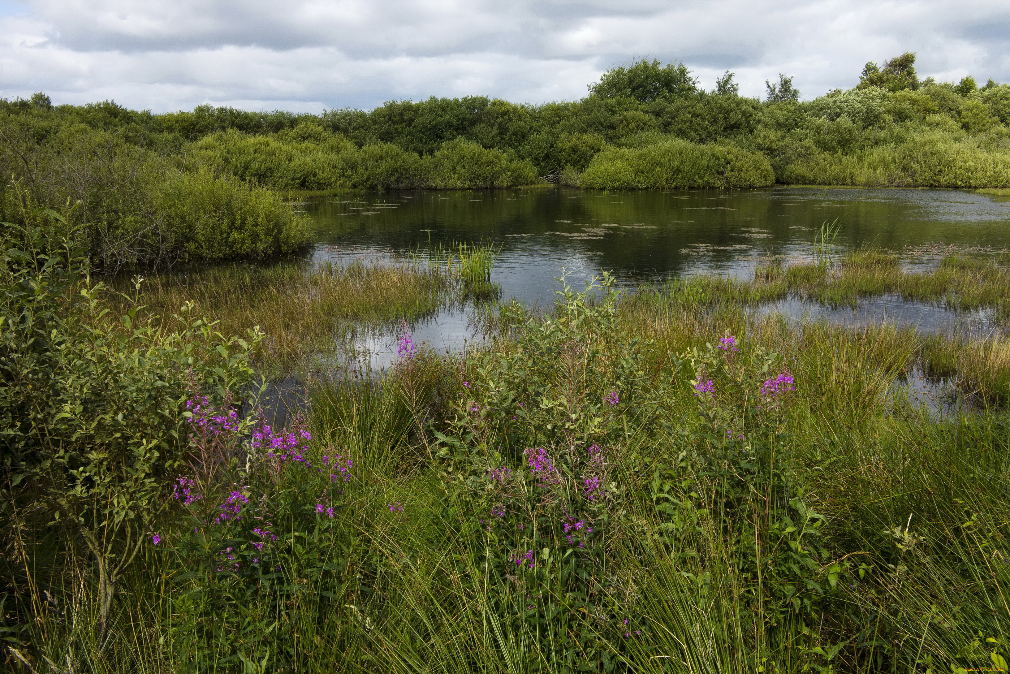 природа, реки, озера, река, растения, берег