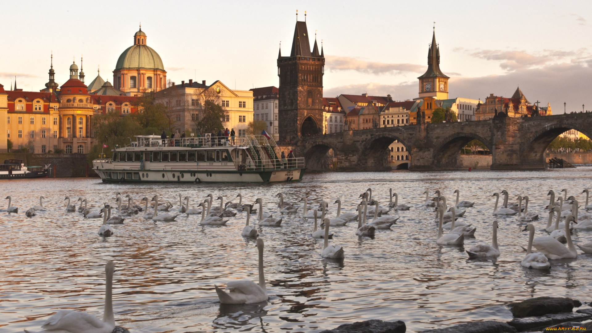города, прага, , Чехия, река, лебеди