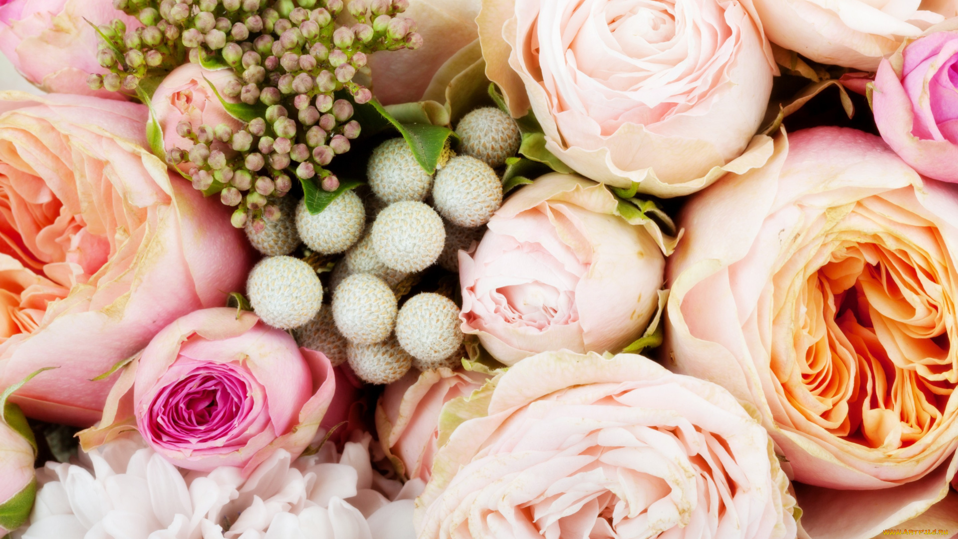 цветы, розы, roses, flowers, bouquet