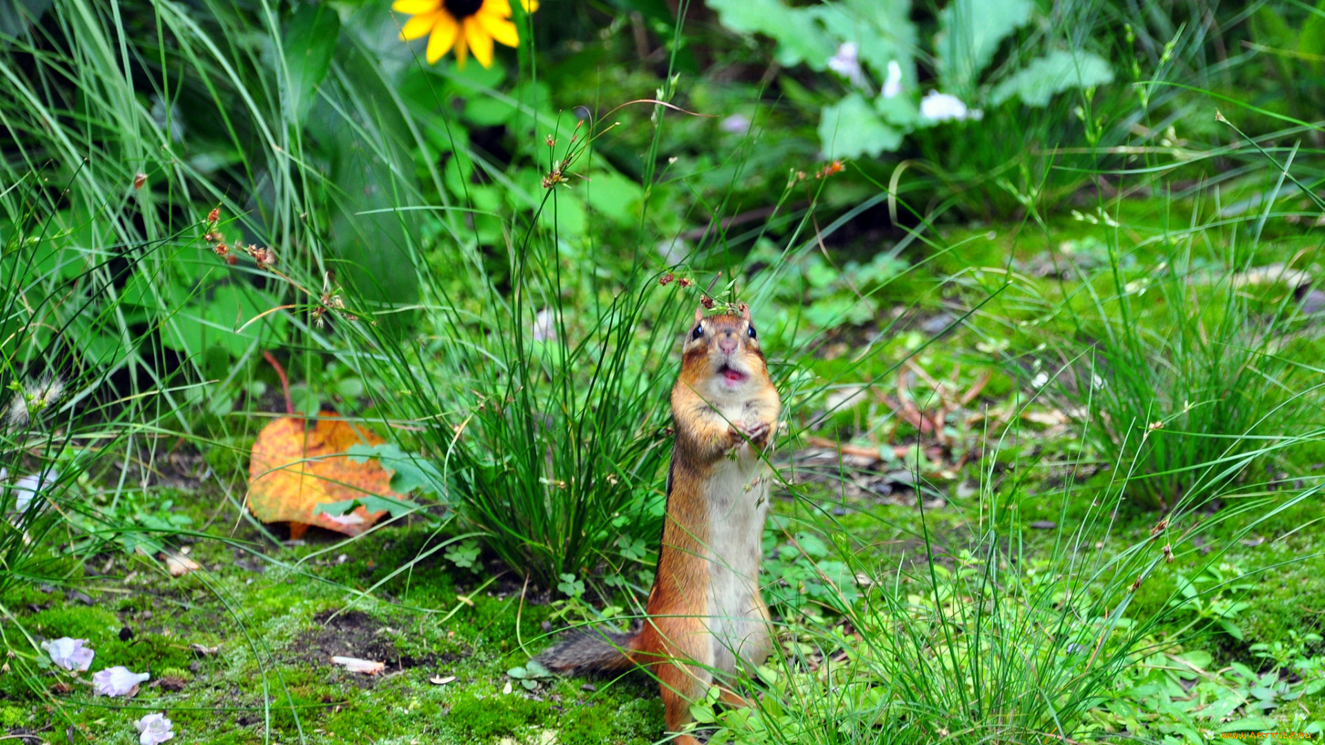 животные, бурундуки, гримаса, зверёк, цветок, бурундук, трава, луг