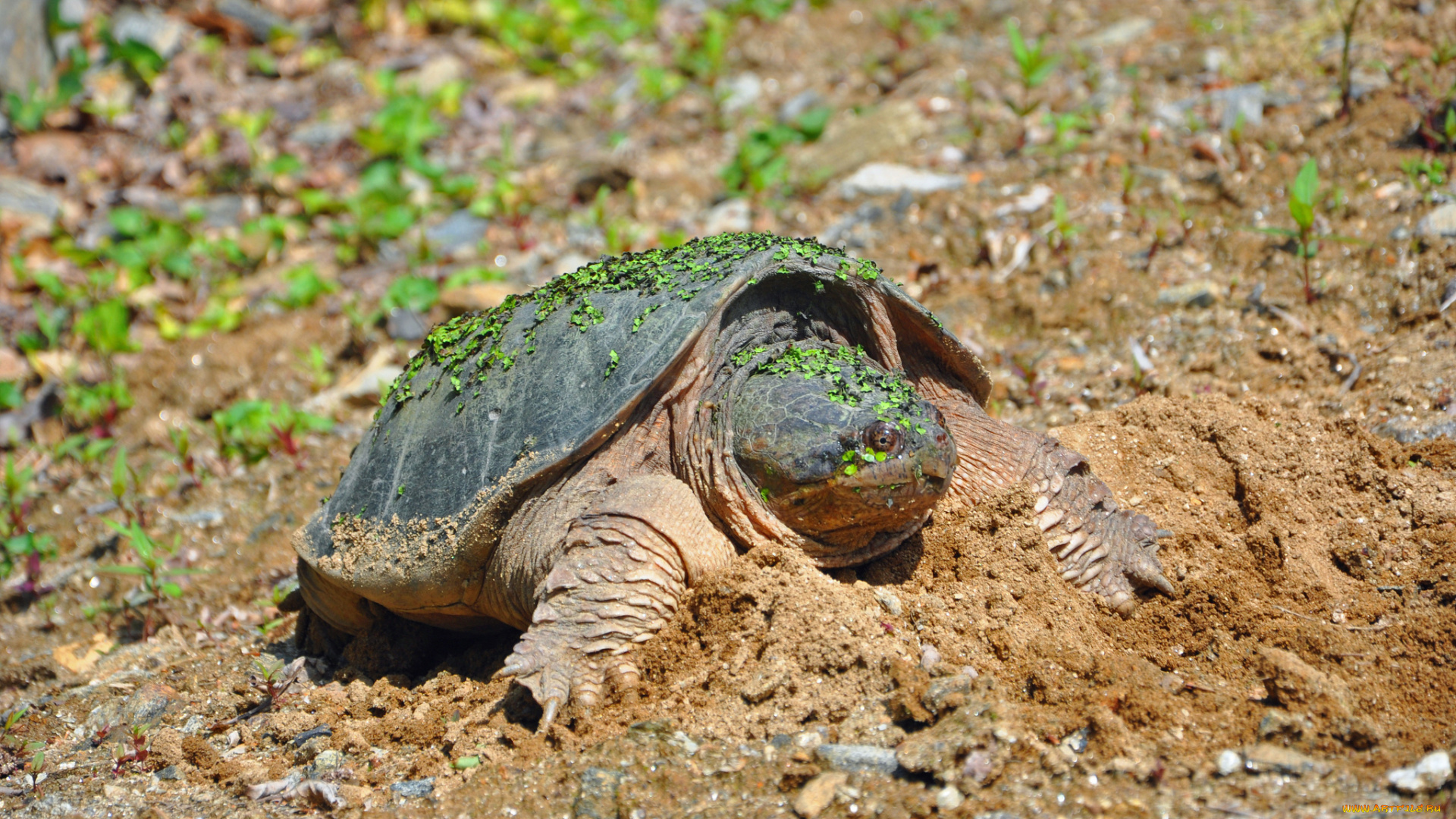 животные, Черепахи, песок, ряска, черепаха