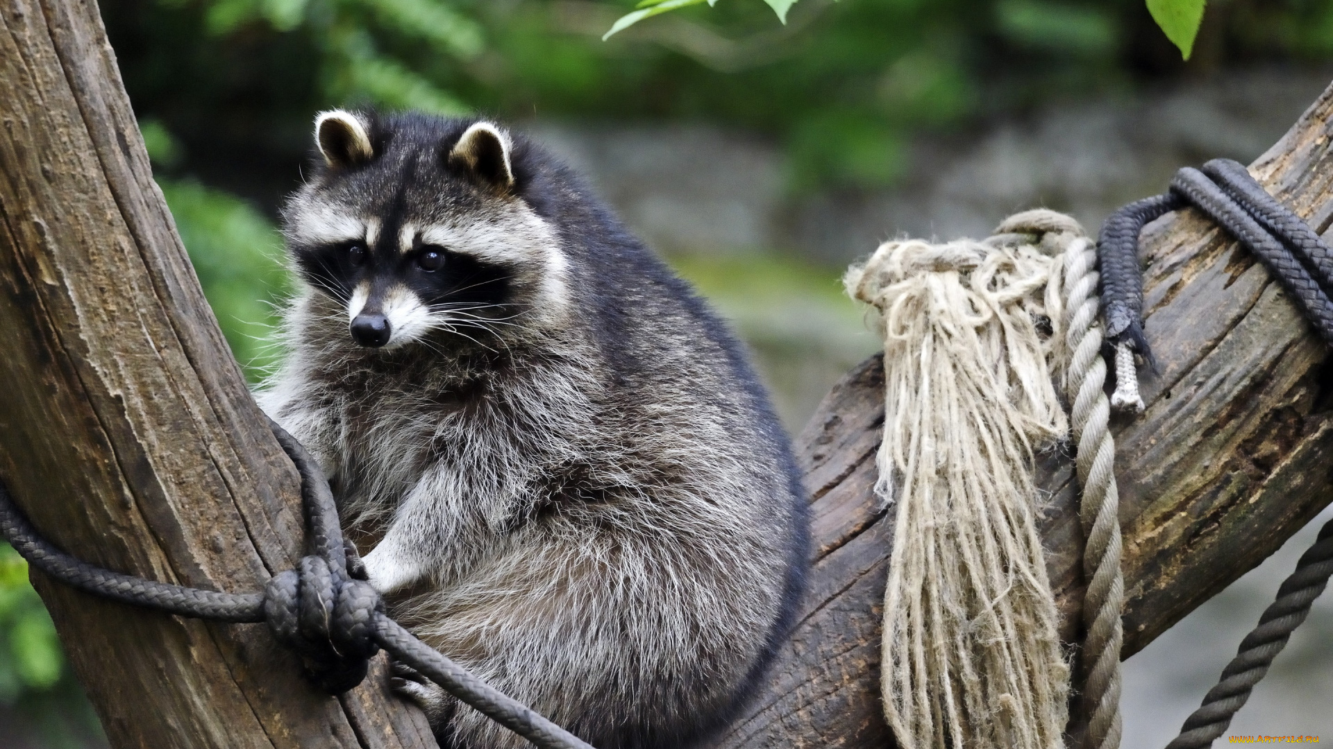 животные, еноты, дерево, взгляд, верёвка, енот