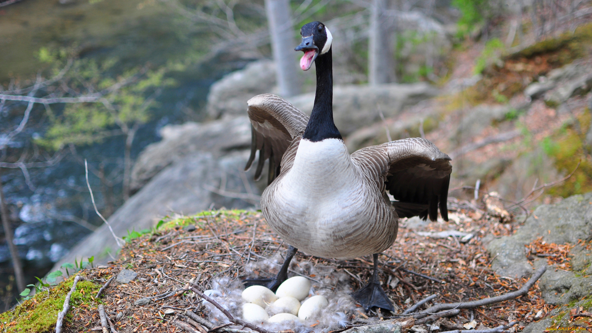 животные, гуси, гусыня, яйца, гнездо