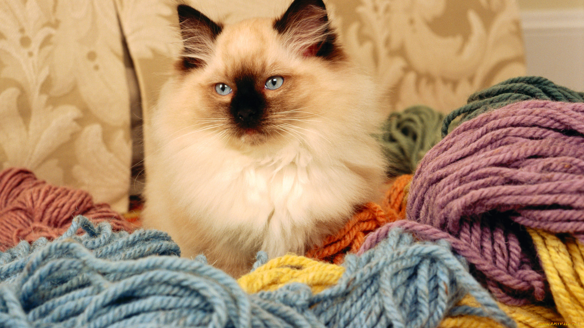 животные, коты, мотки, нитки, нос, ткань, кошка