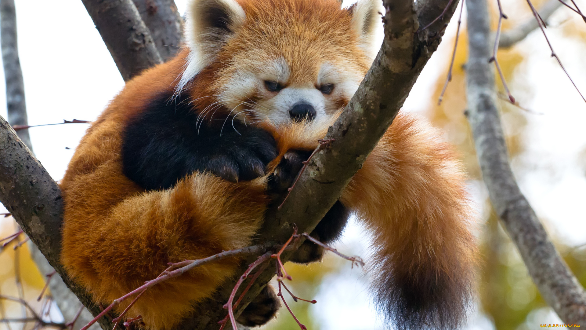 животные, панды, firefox, красная, панда, ветка, дерево, малая, моя, прелесть