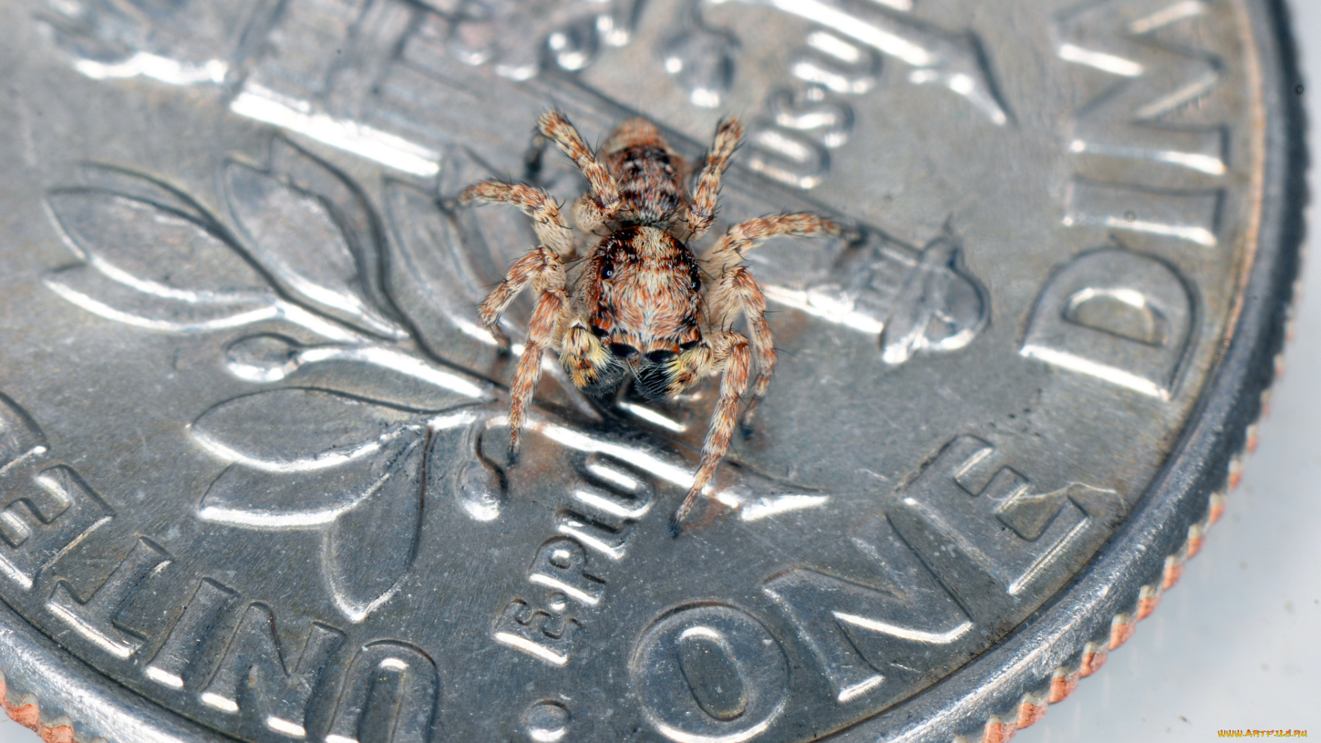 животные, пауки, монета, паук, макро