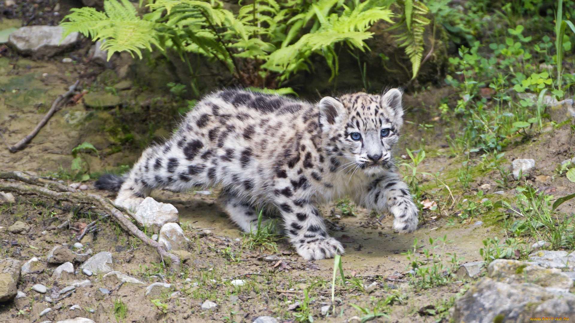 животные, снежный, барс, , ирбис, кошка, камни, снежный, барс, котёнок, детёныш