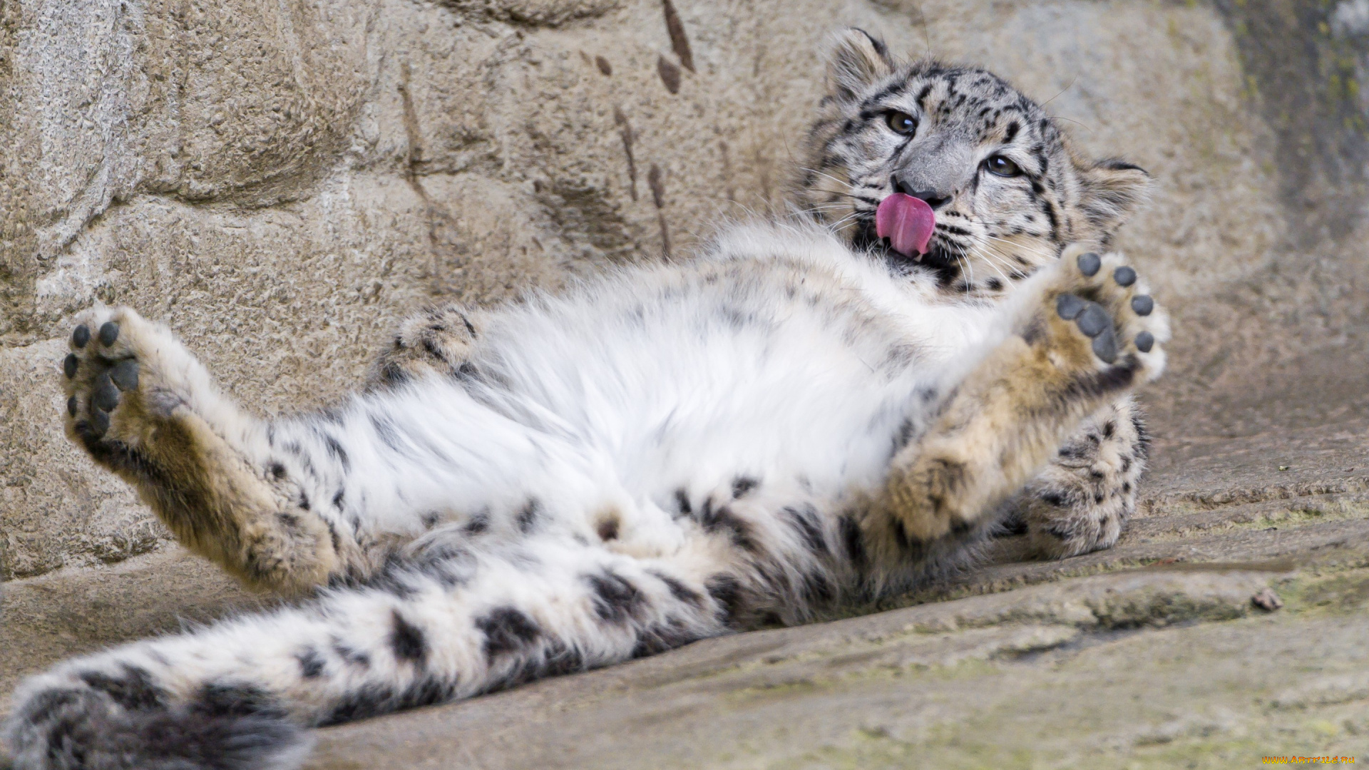 животные, снежный, барс, , ирбис, отдых, язык, лапы, кошка, снежный, барс