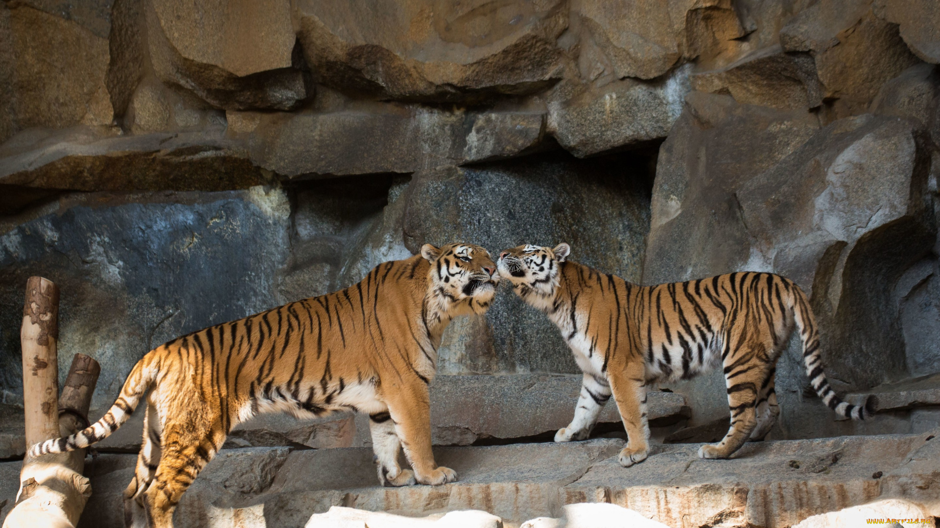 животные, тигры, кошки, камни, амурский, тигр, пара