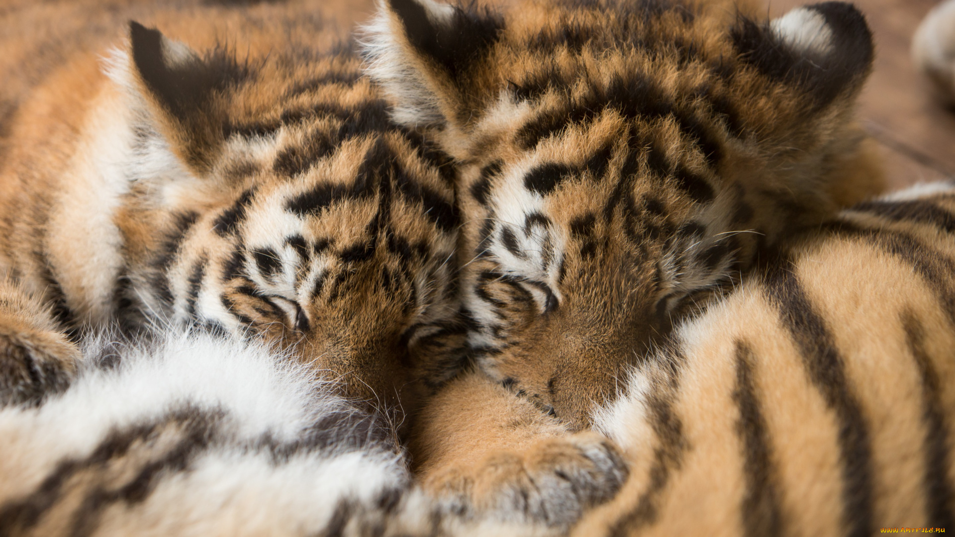 животные, тигры, кошки, мех, сон, тигрята, амурский, тигр, детёныши, котята, спят