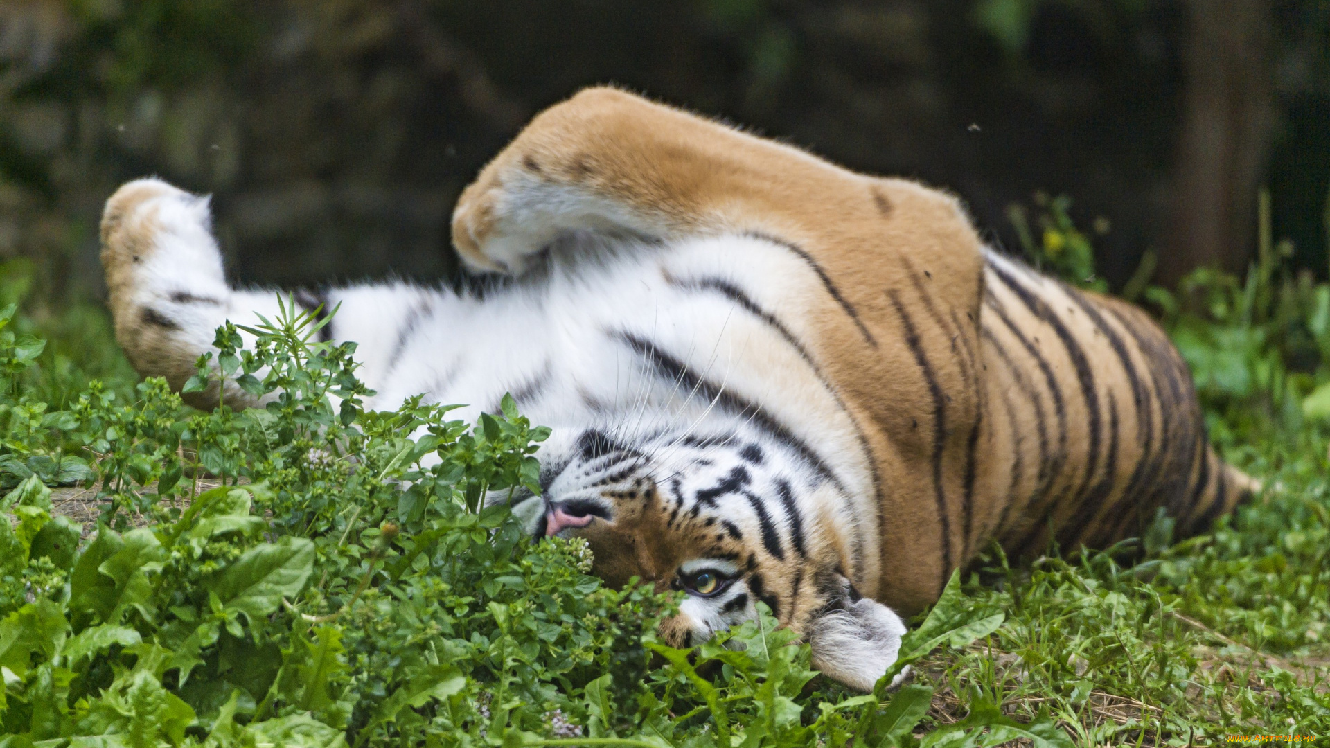 животные, тигры, тигр, амурский, кошка, трава, отдых