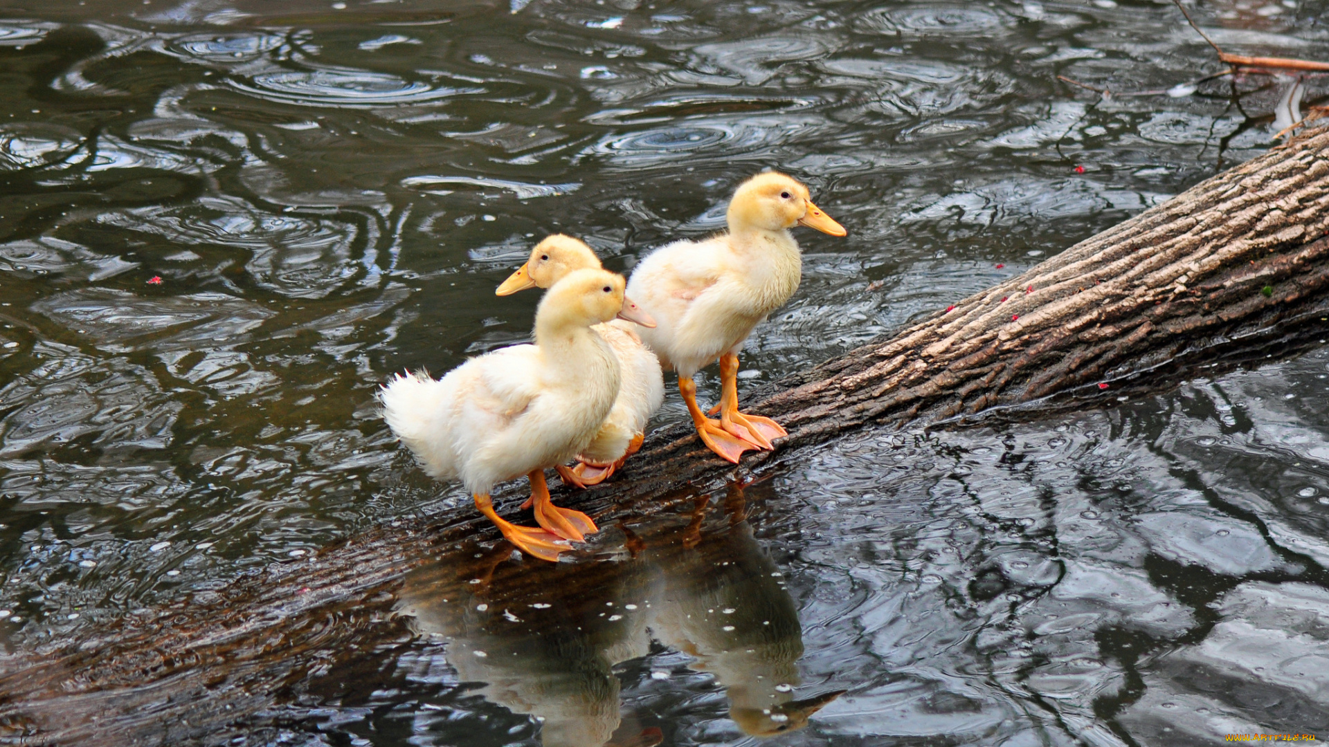 животные, утки, бревно, озеро, вода, утята