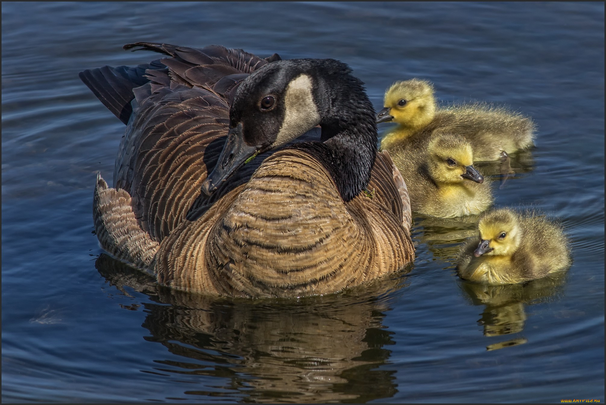 животные, гуси, птенцы, гусь, канадский