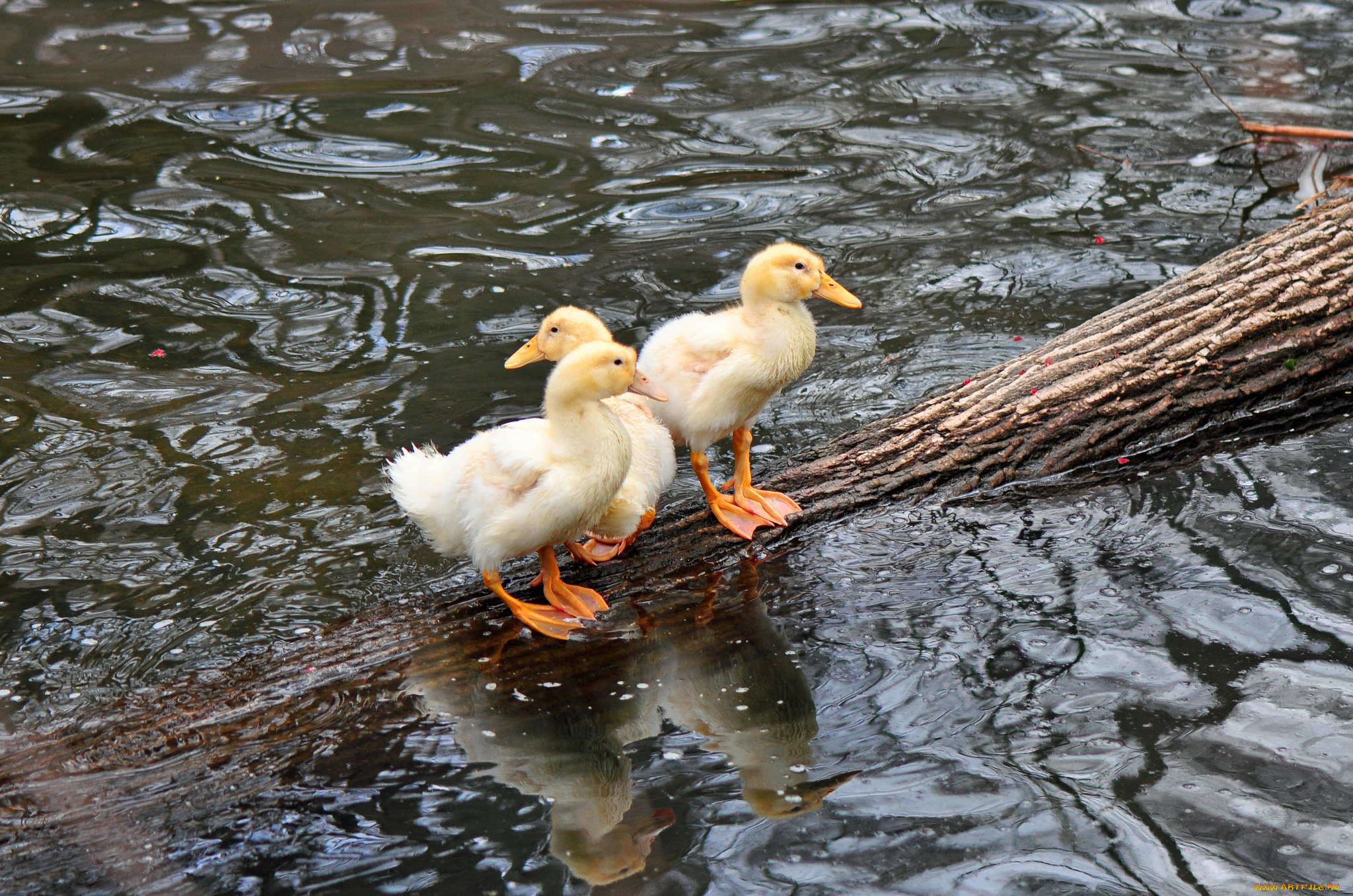 животные, утки, бревно, озеро, вода, утята