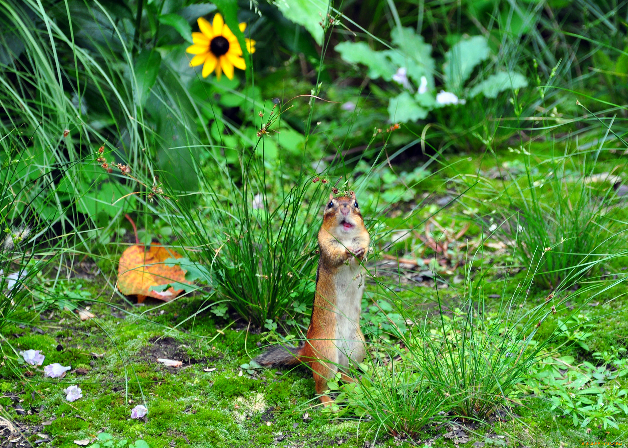 животные, бурундуки, гримаса, зверёк, цветок, бурундук, трава, луг