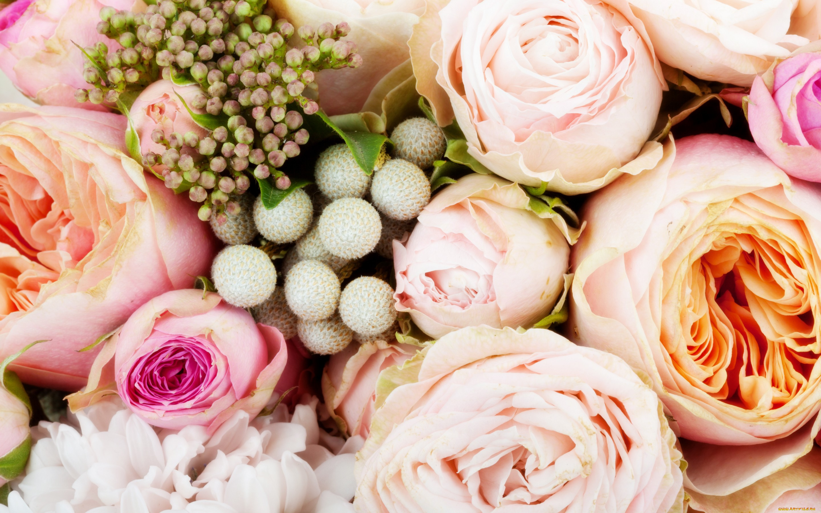 цветы, розы, roses, flowers, bouquet