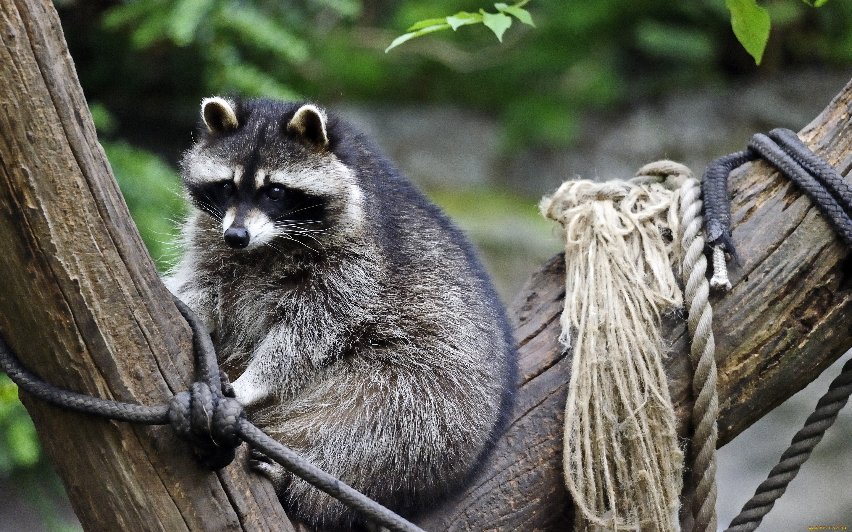 животные, еноты, дерево, взгляд, верёвка, енот