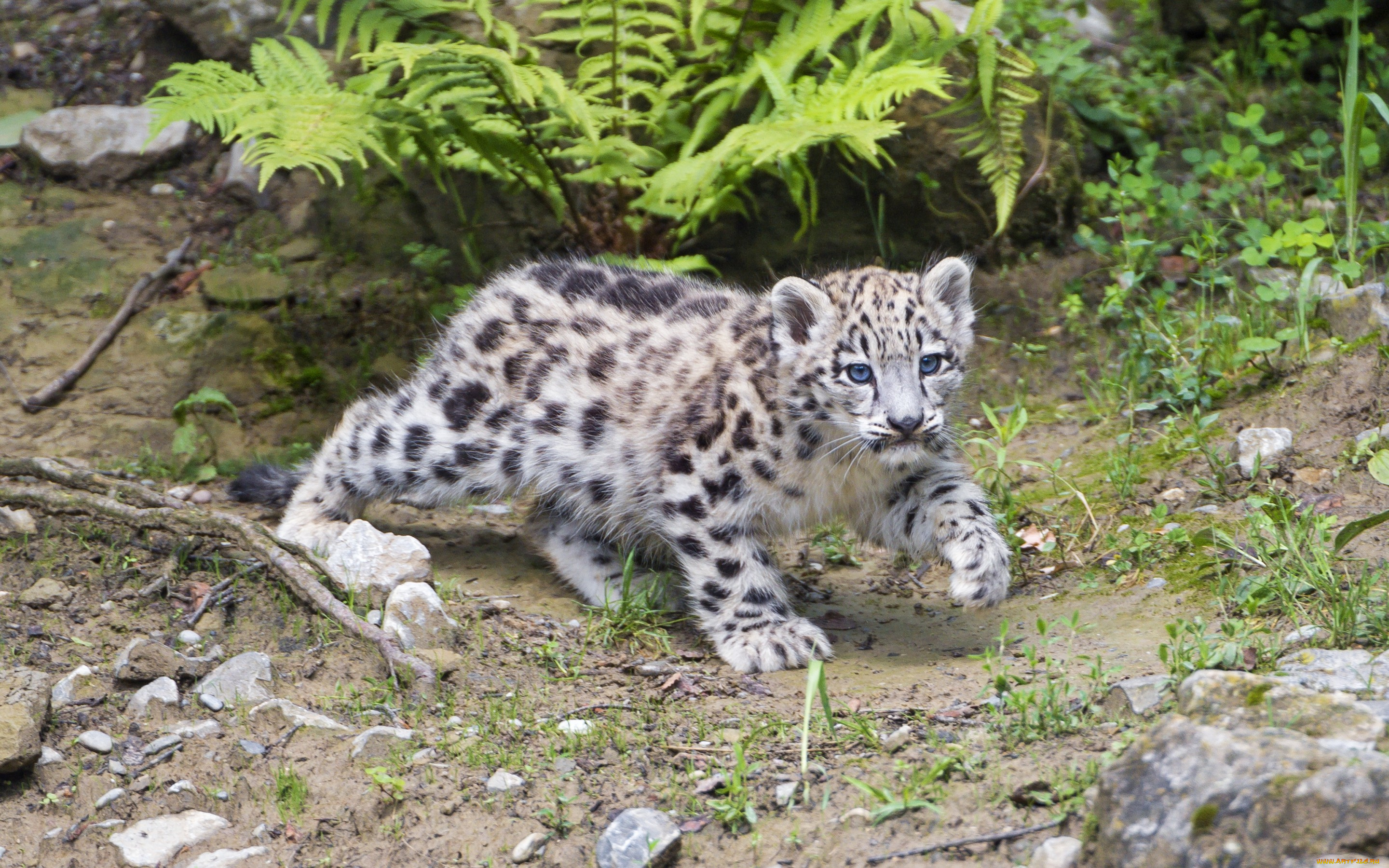 животные, снежный, барс, , ирбис, кошка, камни, снежный, барс, котёнок, детёныш