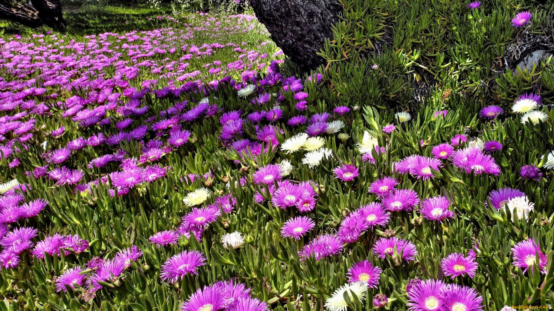 цветы, аизовые, сиреневый