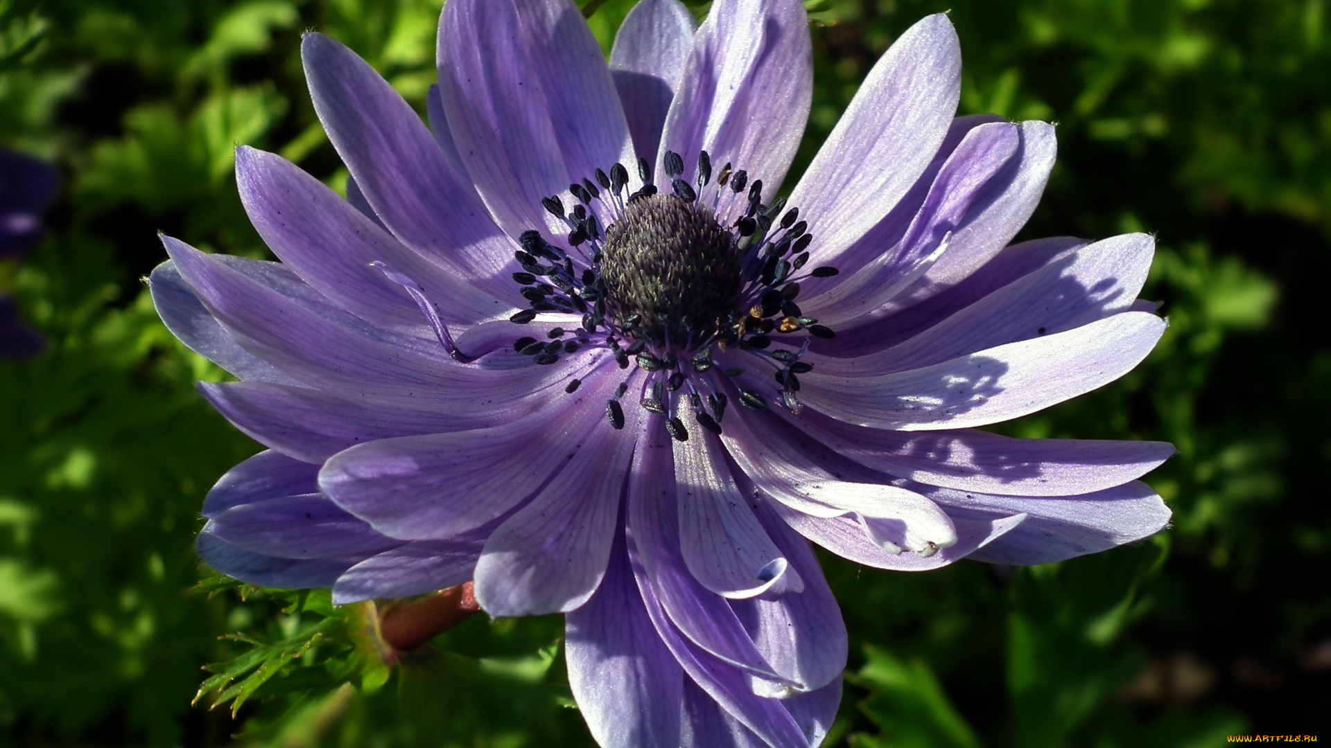 цветы, анемоны, , сон-трава, макро