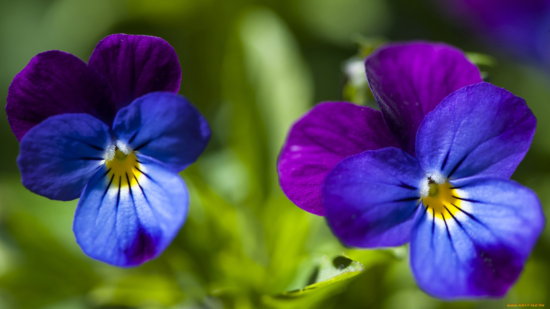 цветы, анютины, глазки, , садовые, фиалки, анютины-глазки