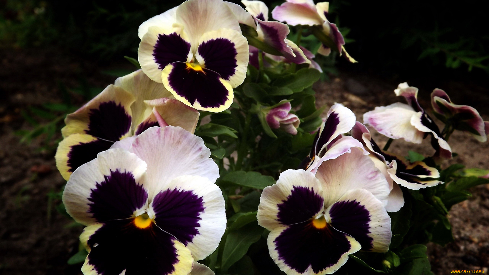 цветы, анютины, глазки, , садовые, фиалки, разноцветные