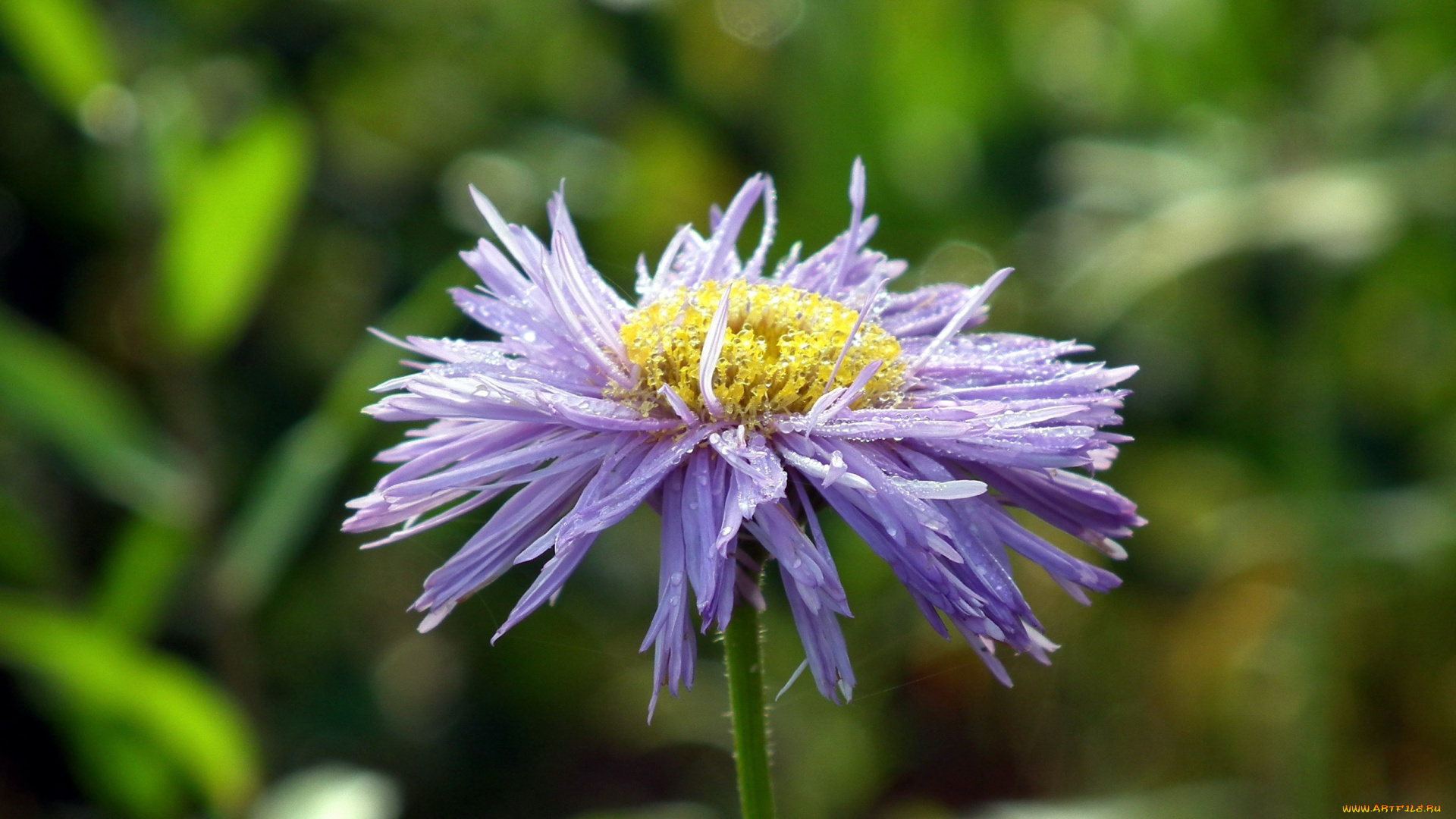цветы, астры, капли