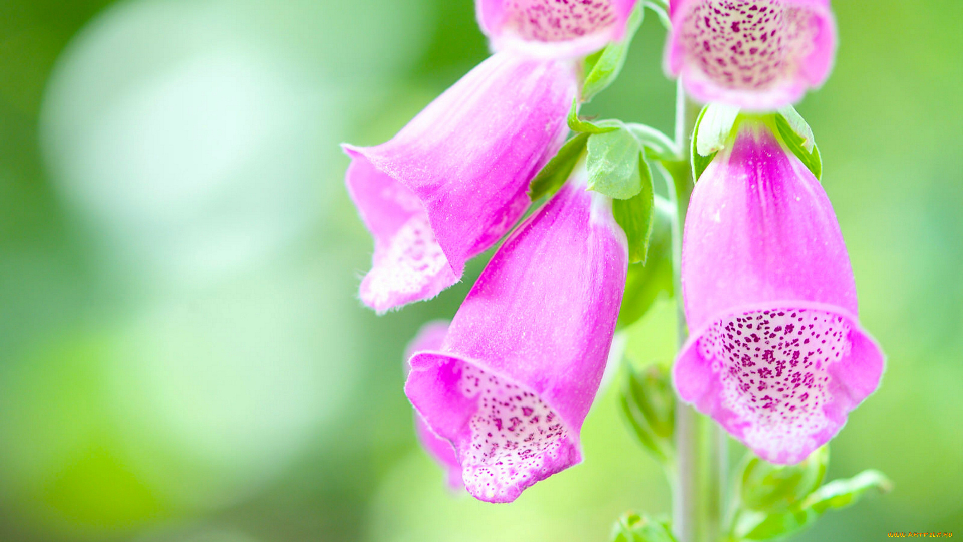 цветы, дигиталис, , наперстянка, макро