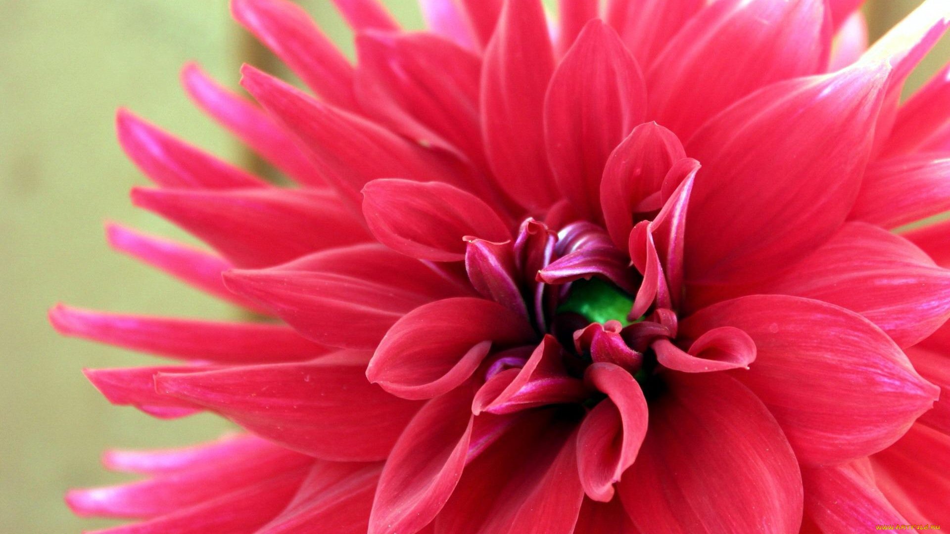 цветы, георгины, георгин, розовый, цветок, макро