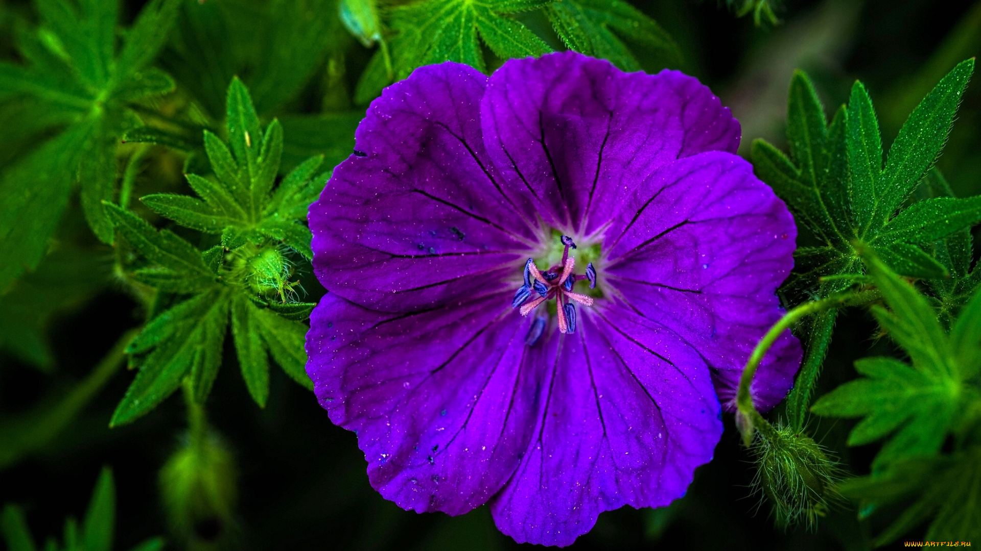 цветы, герань