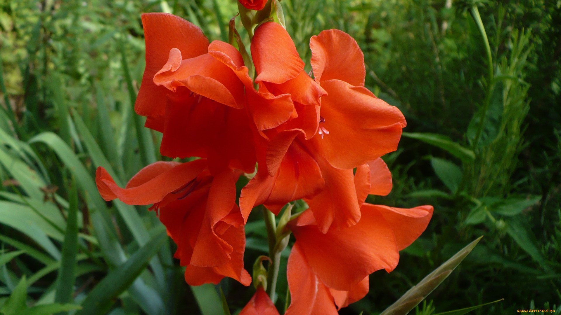 цветы, гладиолусы, алый