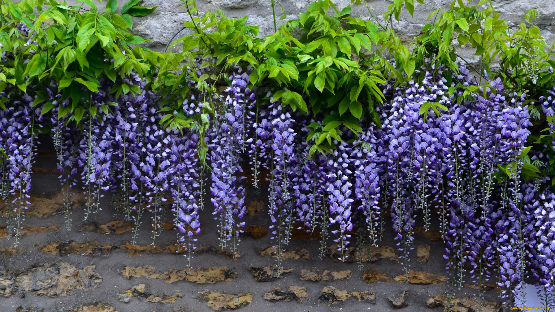 цветы, глициния