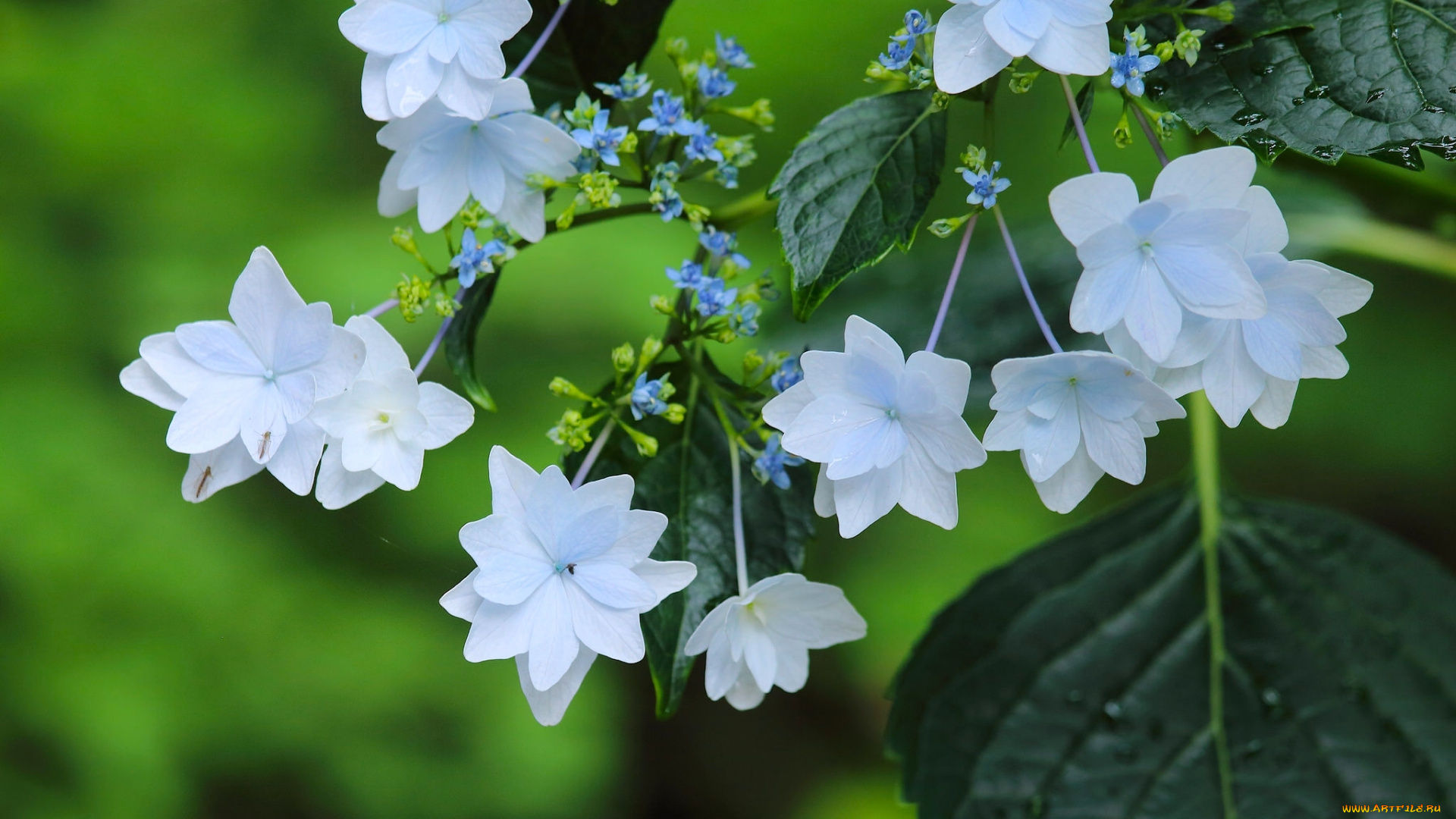 цветы, гортензия