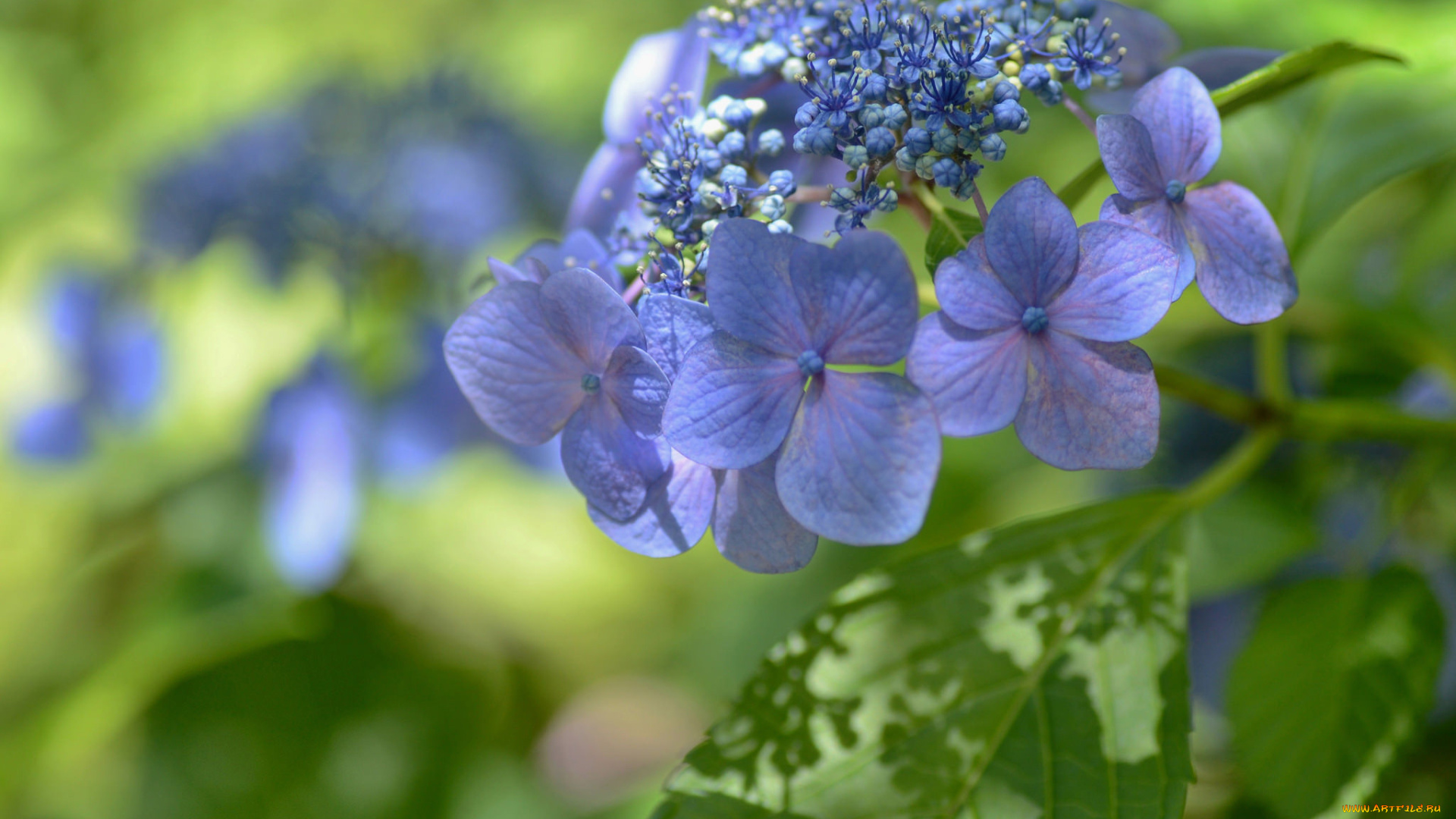 цветы, гортензия