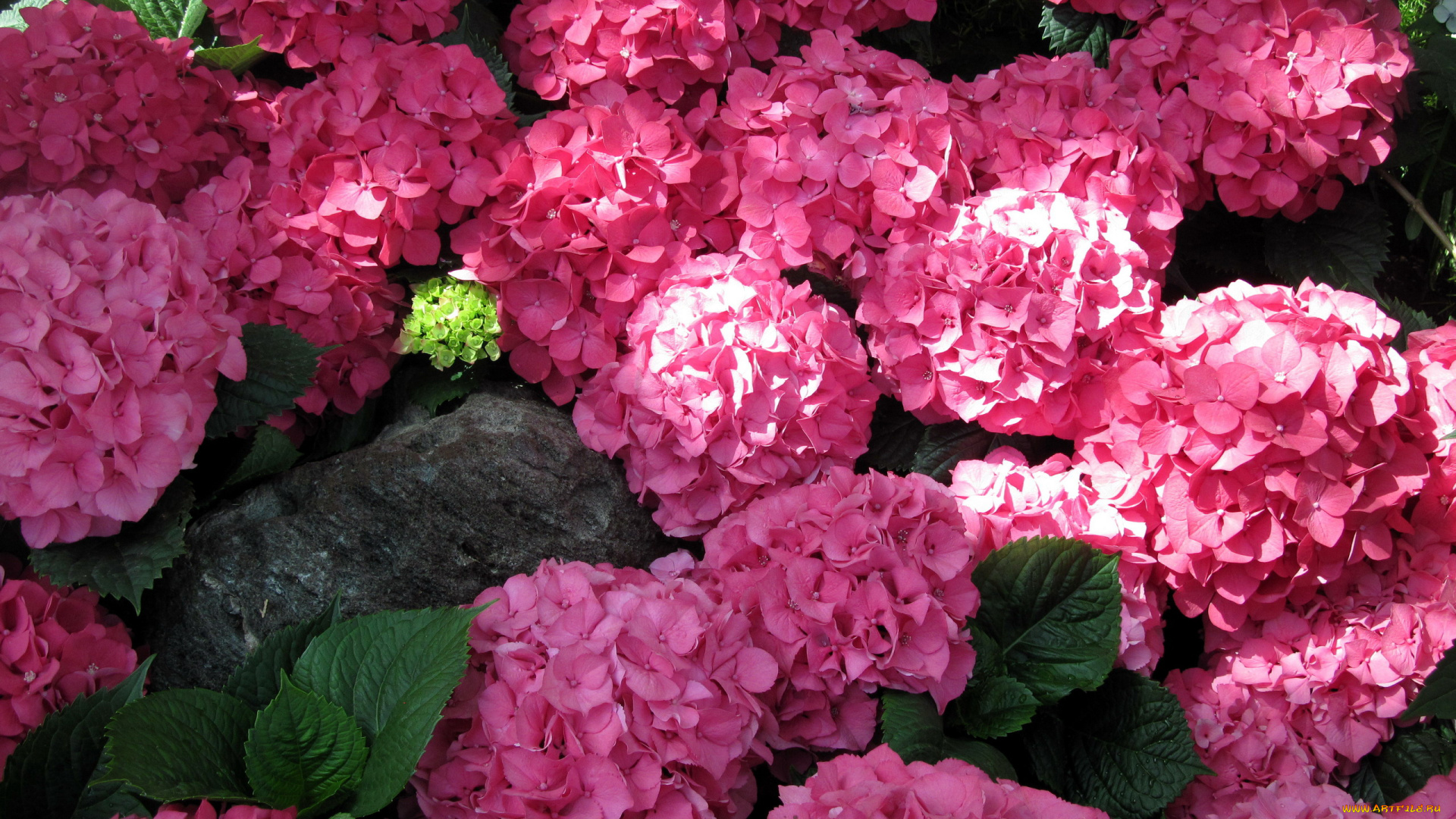 цветы, гортензия, розовый