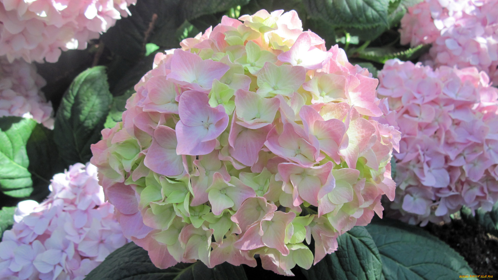 цветы, гортензия, розовый, шар