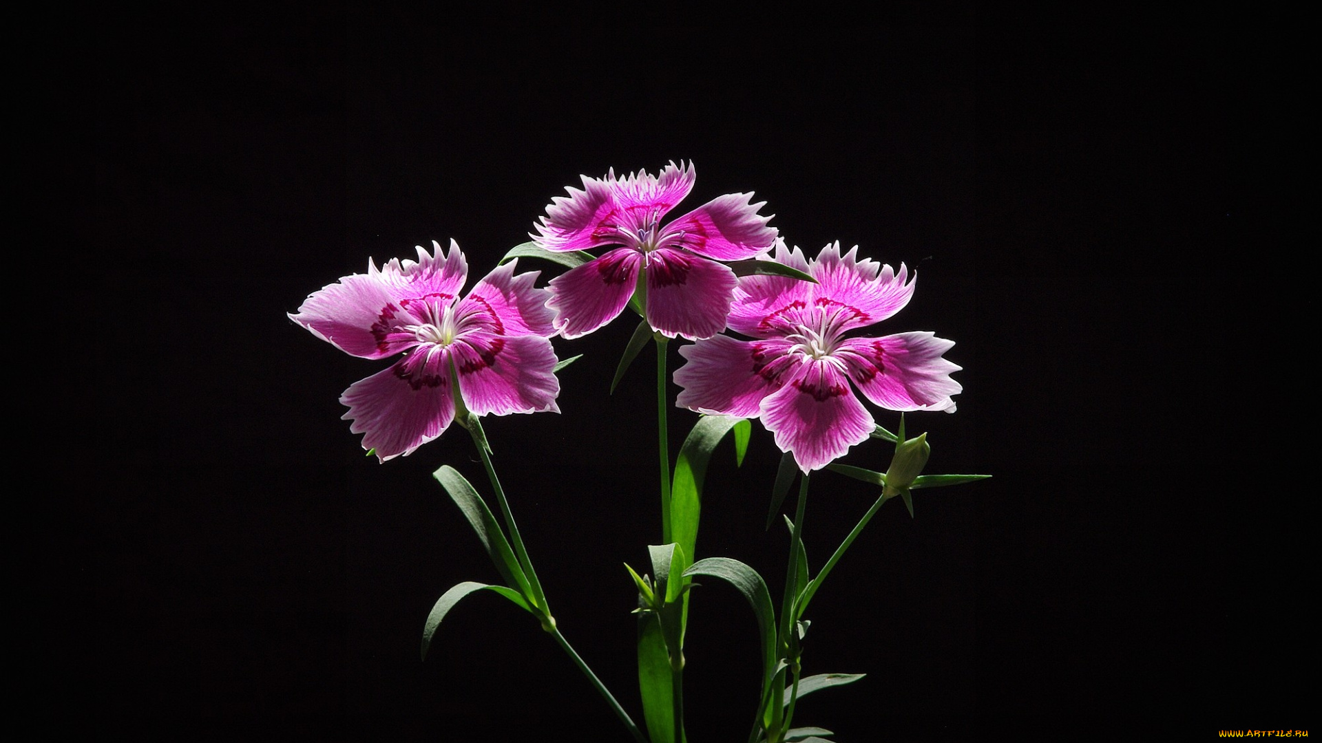 цветы, гвоздики, фон, лепестки