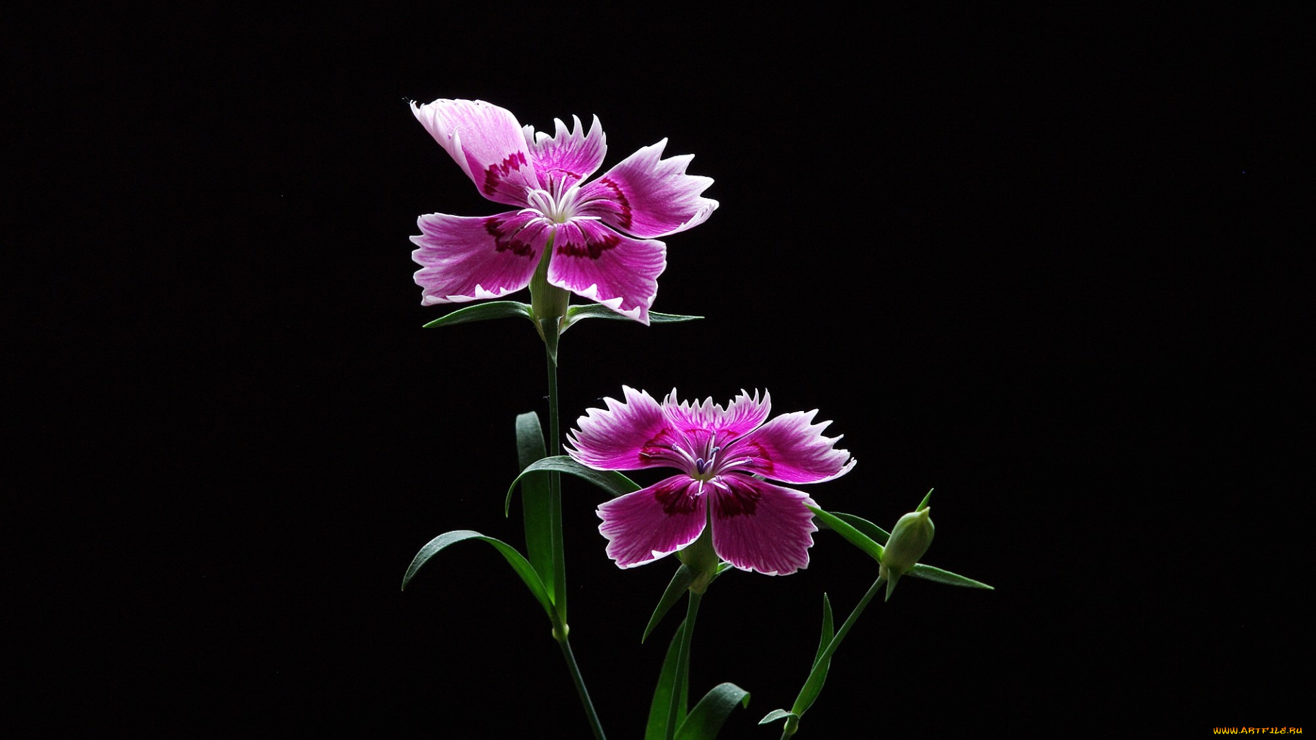 цветы, гвоздики, фон, лепестки