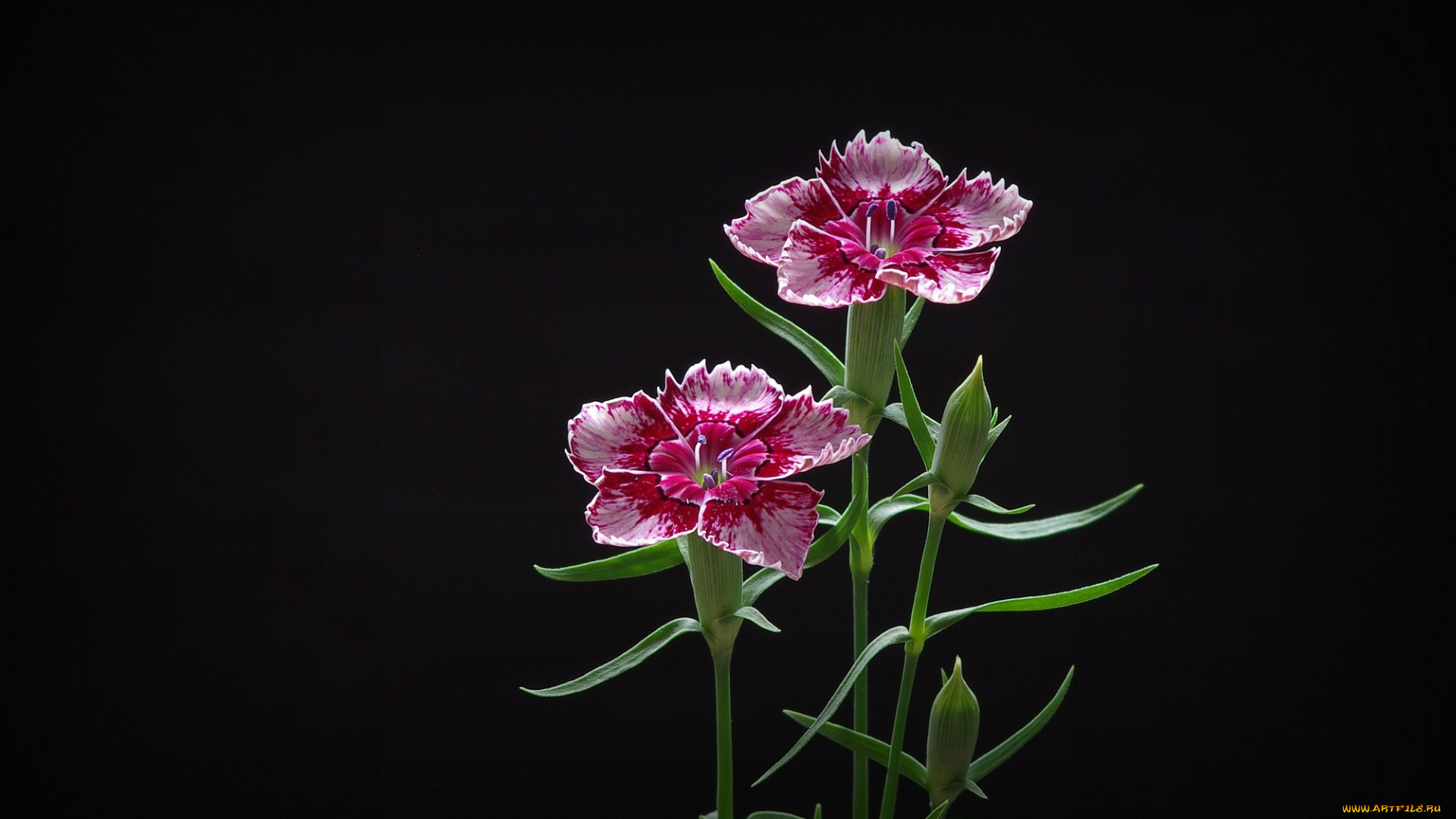 цветы, гвоздики, фон, лепестки