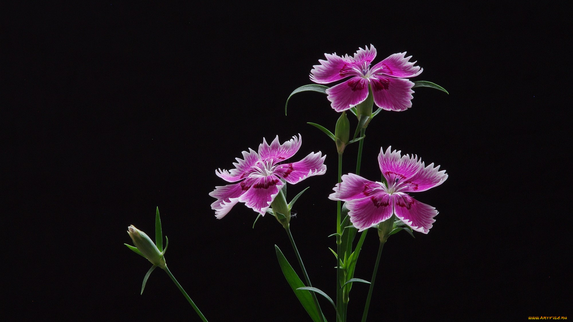 цветы, гвоздики, лепестки, фон